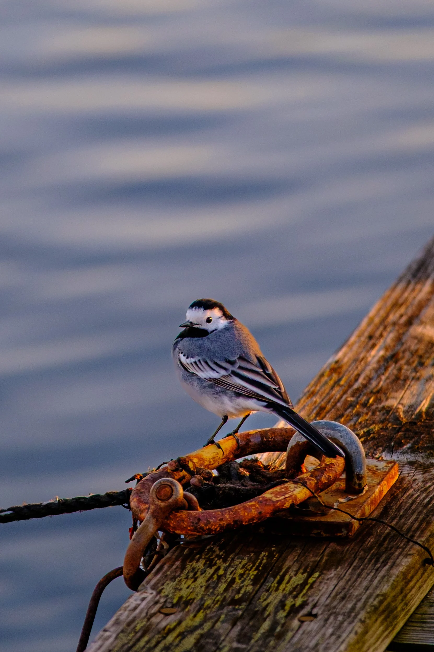 En Sädesärla sitter på en rostig metallring på en träby med vatten i bakgrunden.