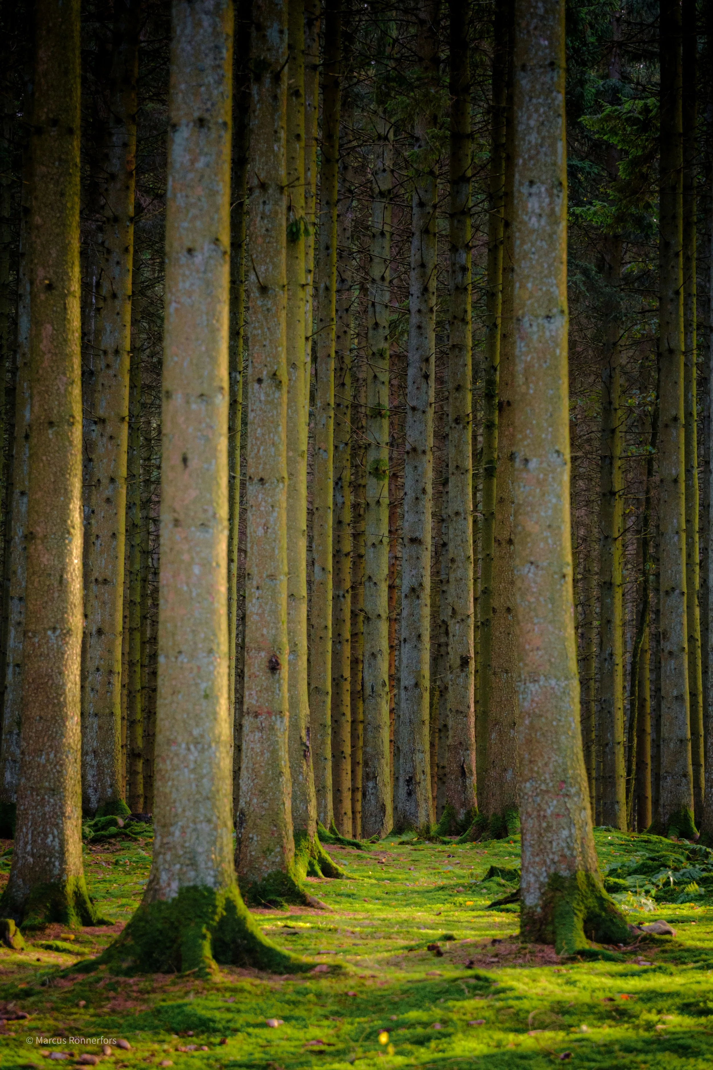 En skog med flera träd som står tätt, marken är täckt av grön mossa och ljus lyser genom träden.