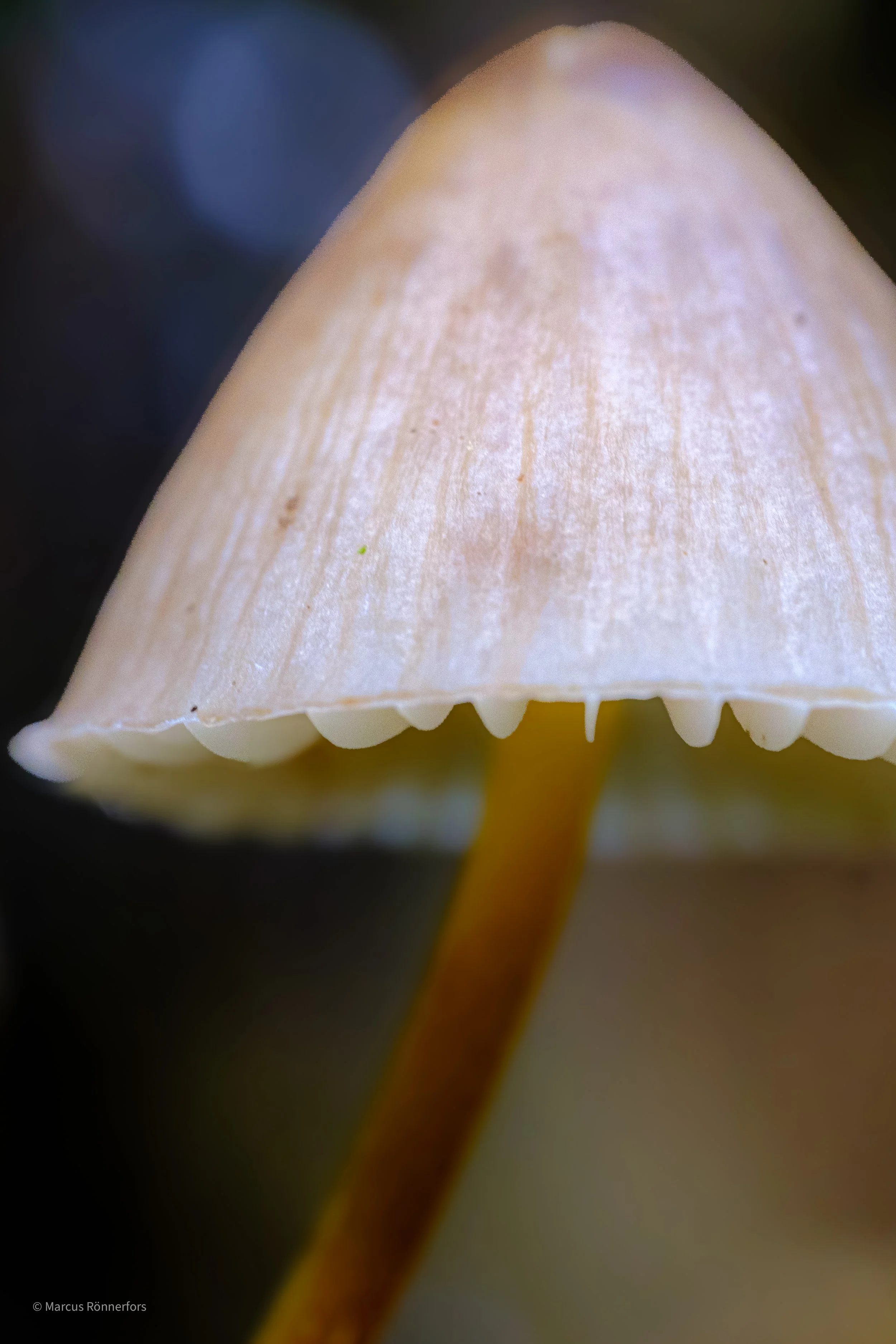 Närbild av ett litet, lystermiskt svampstam och hatt, med tydliga texturer och skuggor.