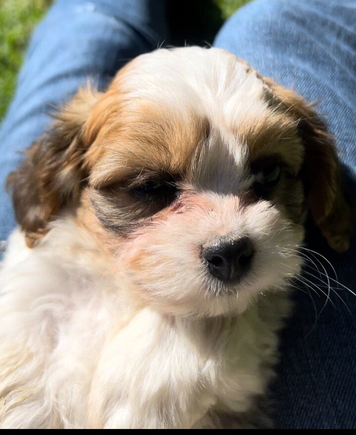 Tomorrow, the kids and I are going to go pick up this new member of our family! We are soooo excited 🐶❤️