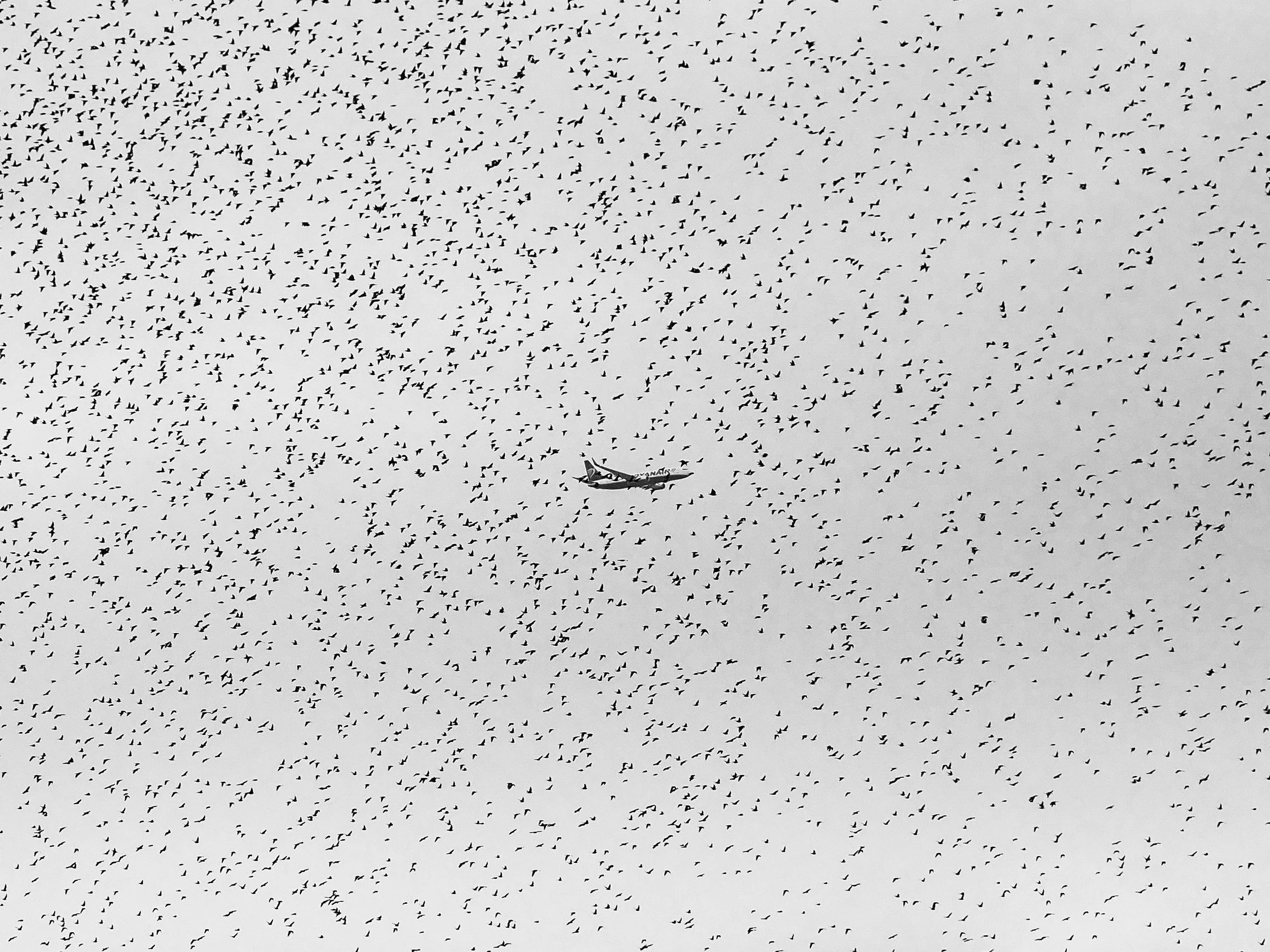 Flying elements, 2022