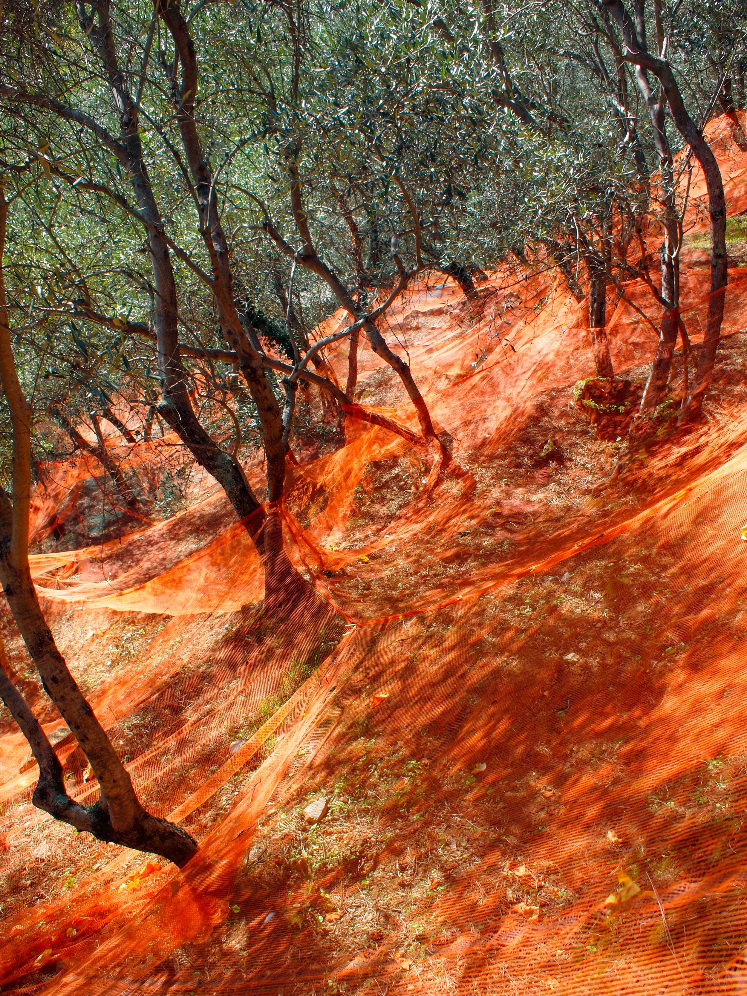 The olive harvest, 2021
