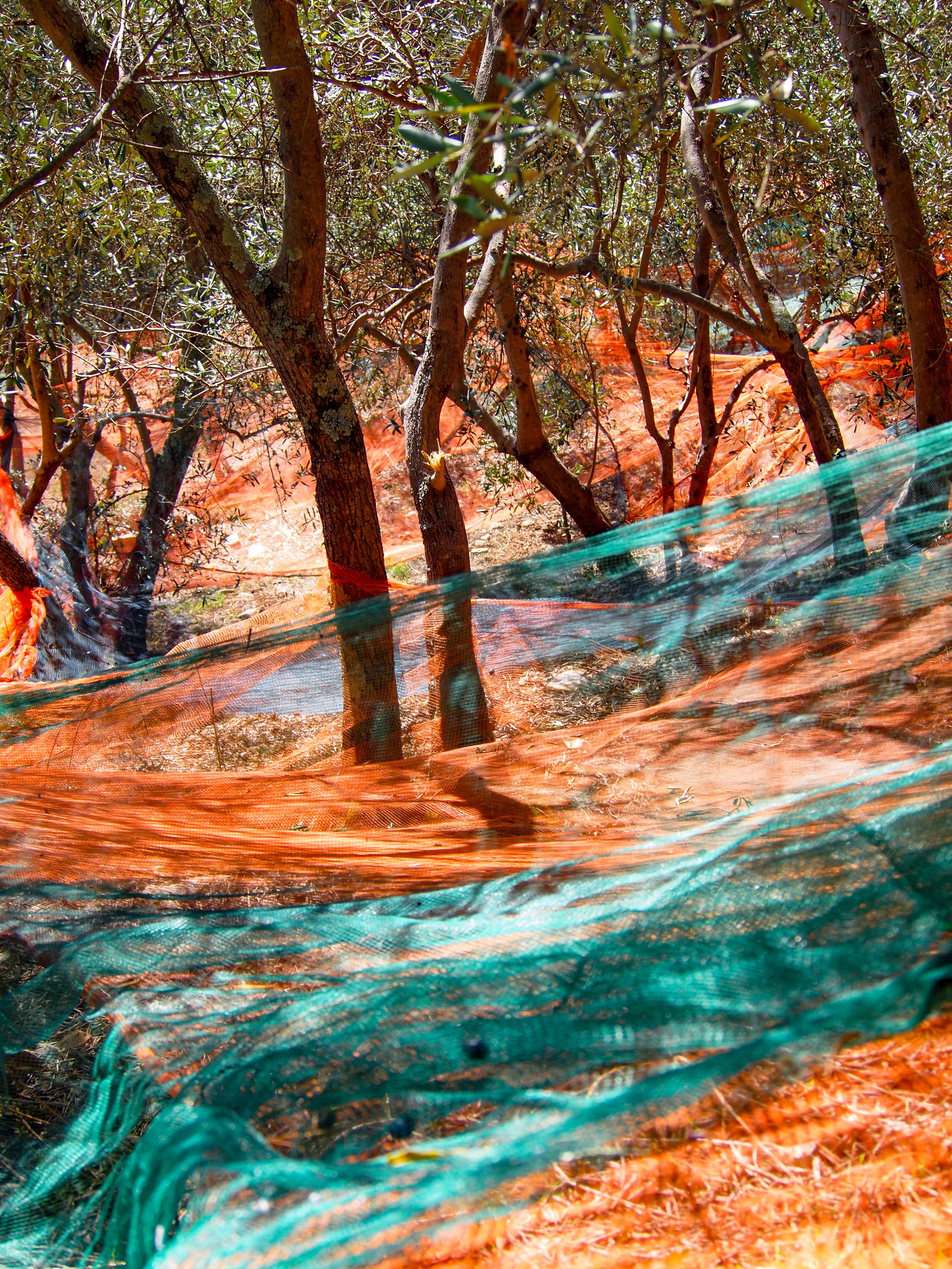 The olive harvest, 2021