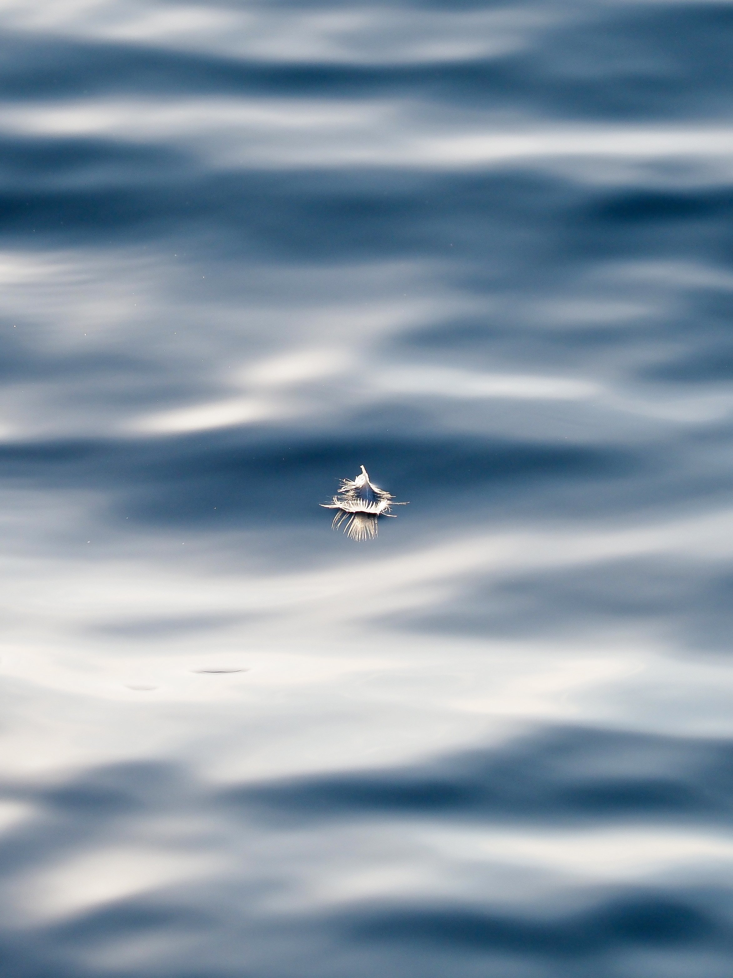Floating feather II, 2023