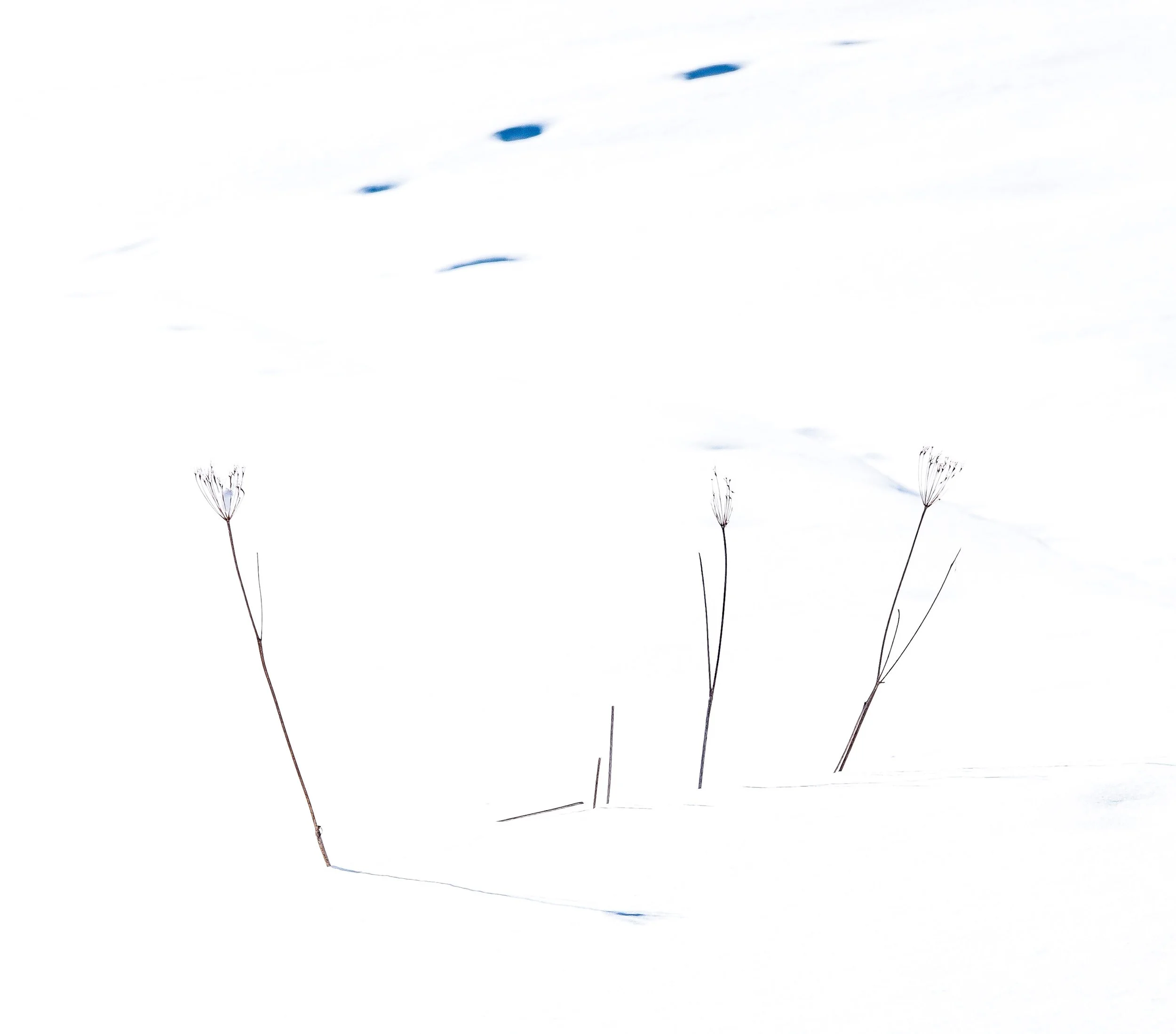 White disposition, 2021