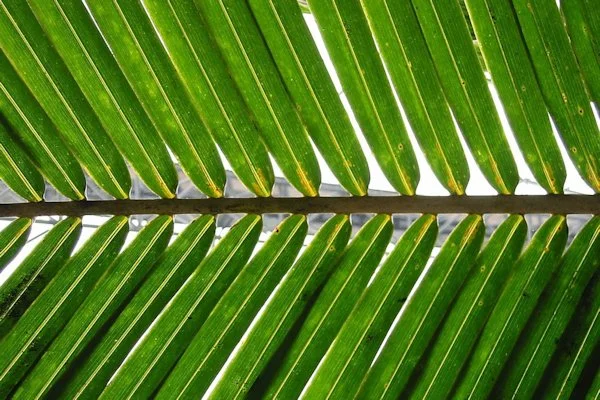 Parish Communion for Palm Sunday