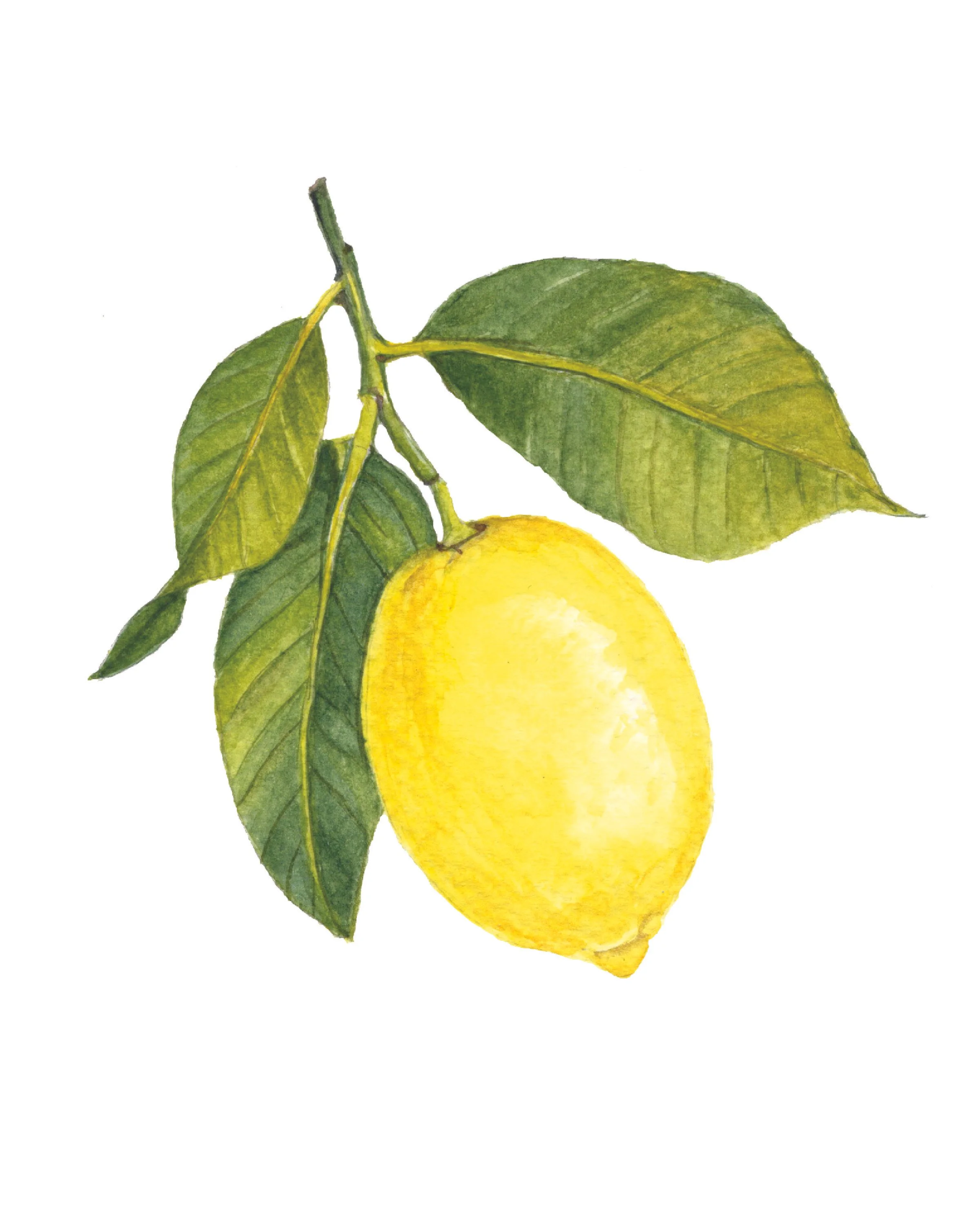 lemon with leaves 8x10 print.jpg