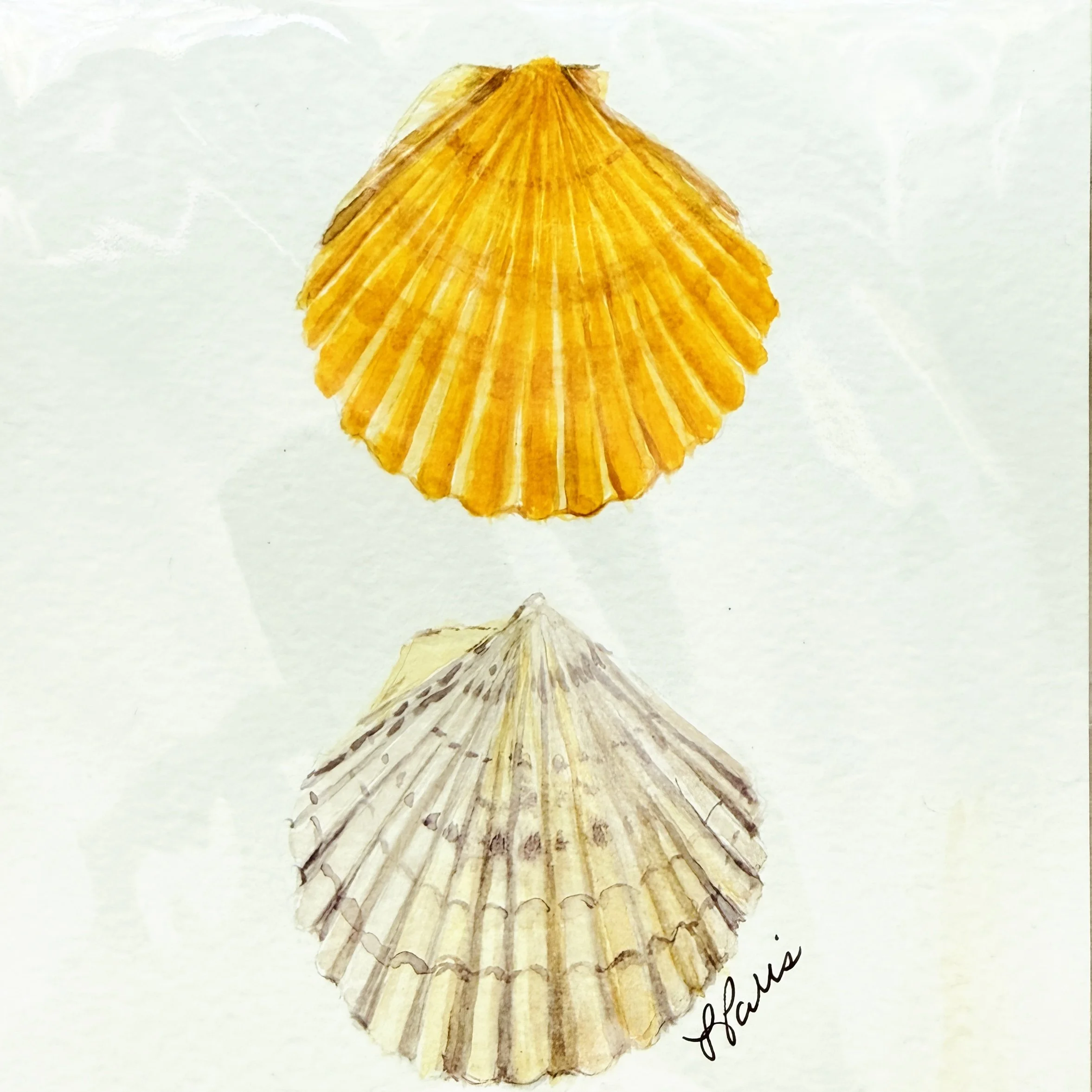 Two shells watercolor.JPG
