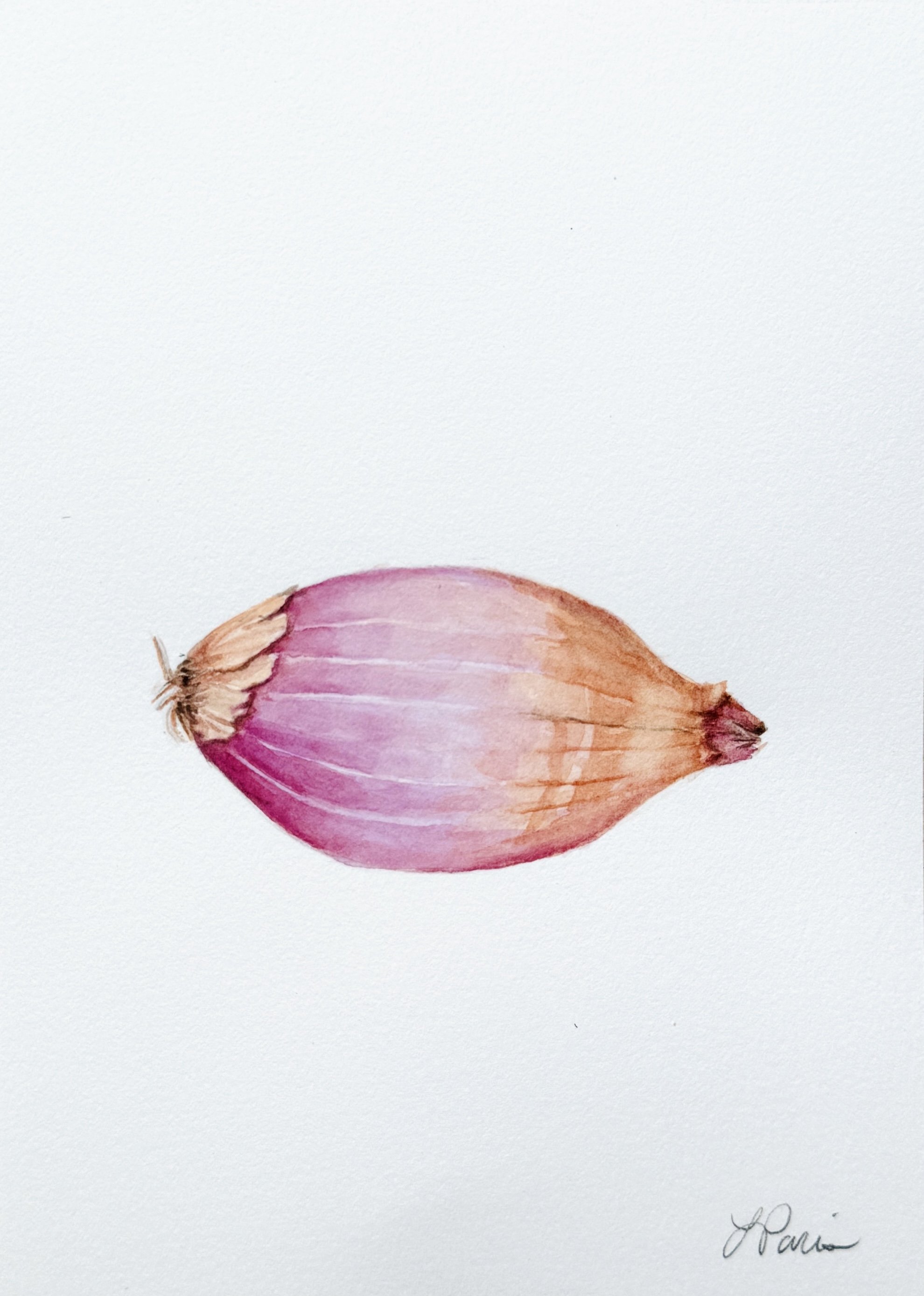Shallot watercolor 5x7.jpg