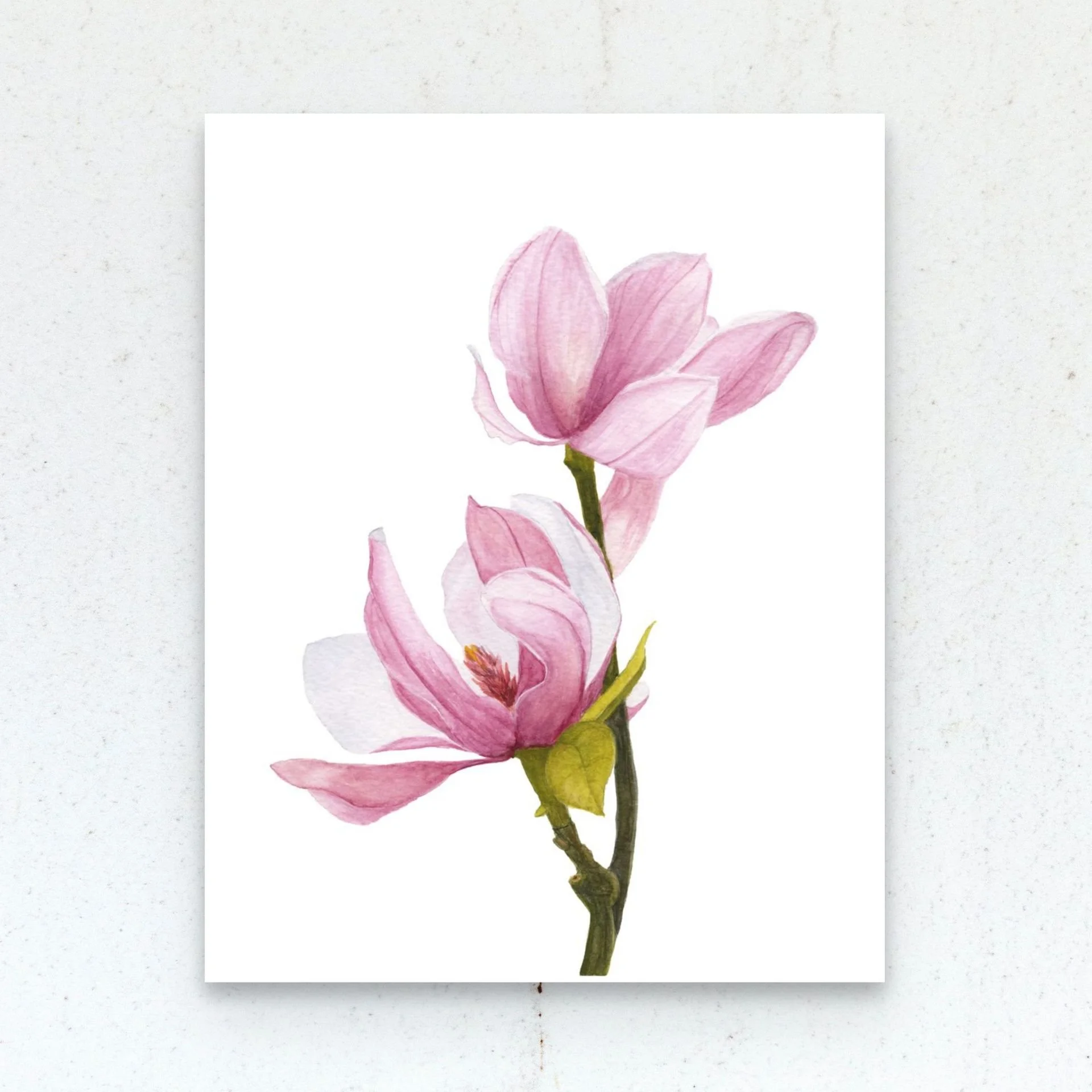 Dogwood Blossom Watercolor Fine Art Print
