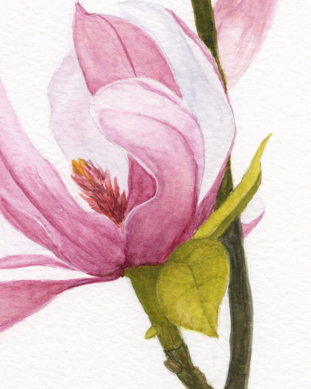 Dogwood bloom watercolor detail.jpg