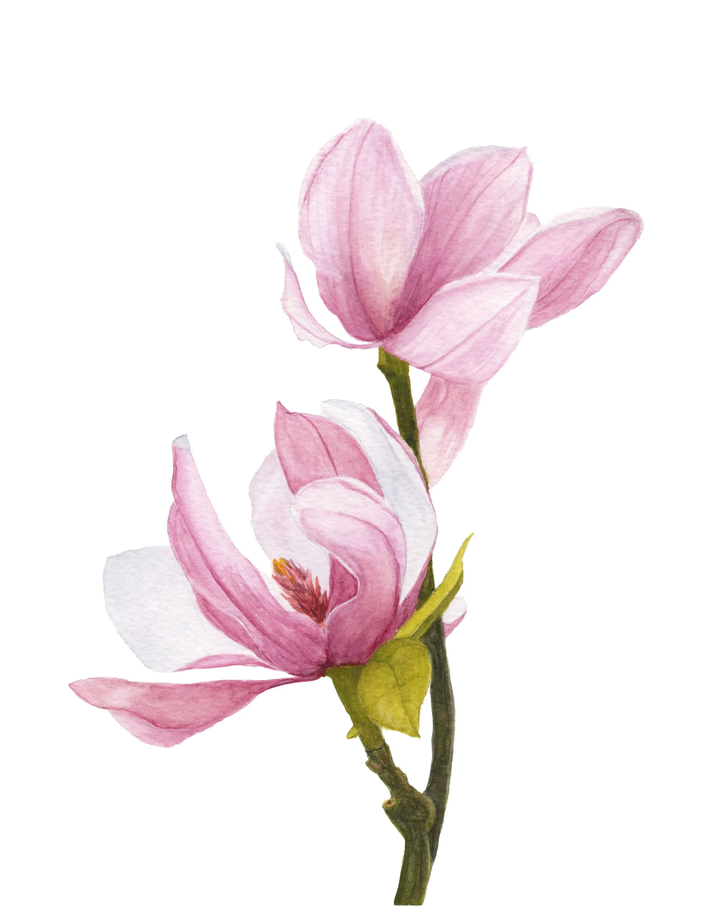 Dogwood bloom watercolor Print 8x10.jpg