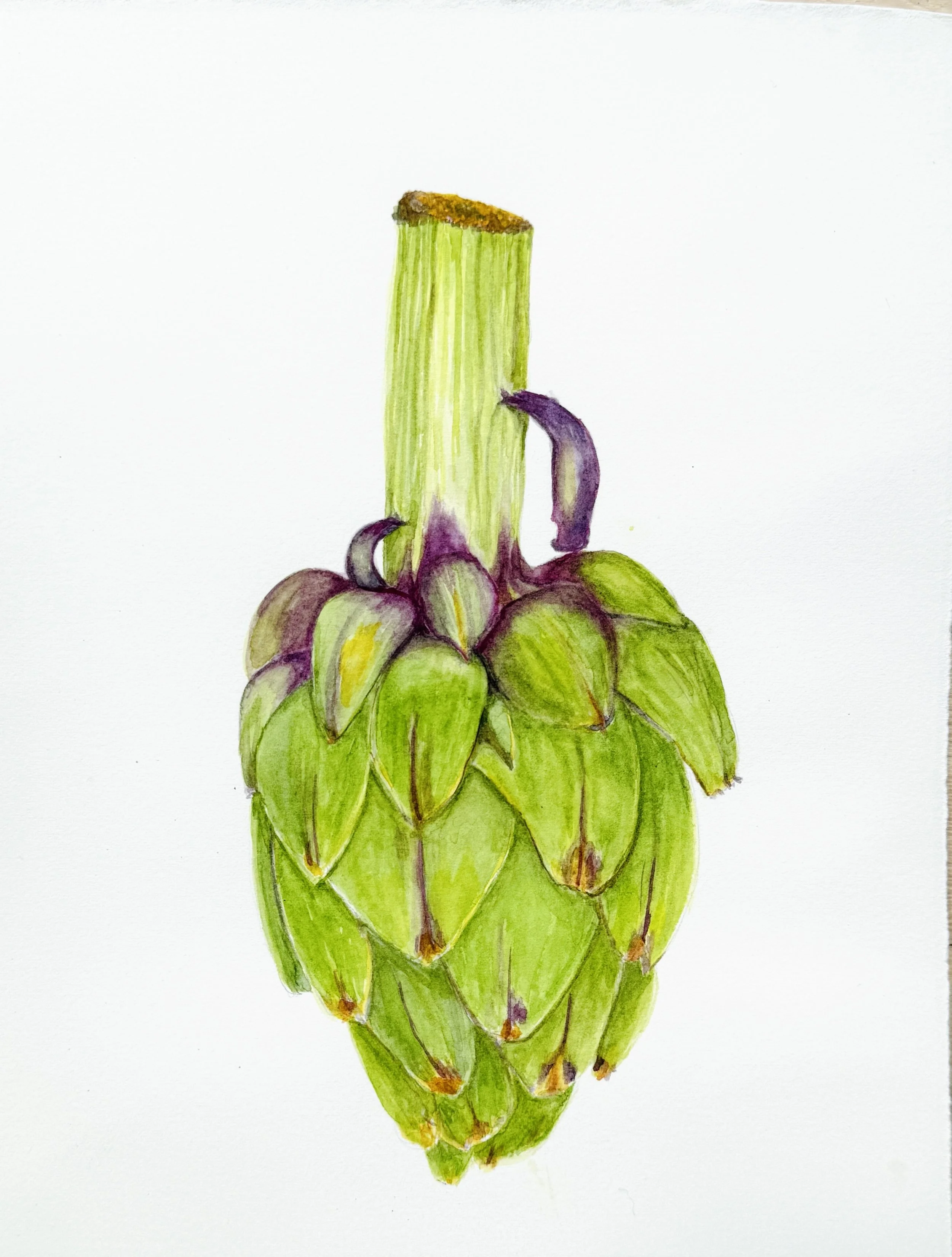 Original Artichoke watercolor 7x9.jpg