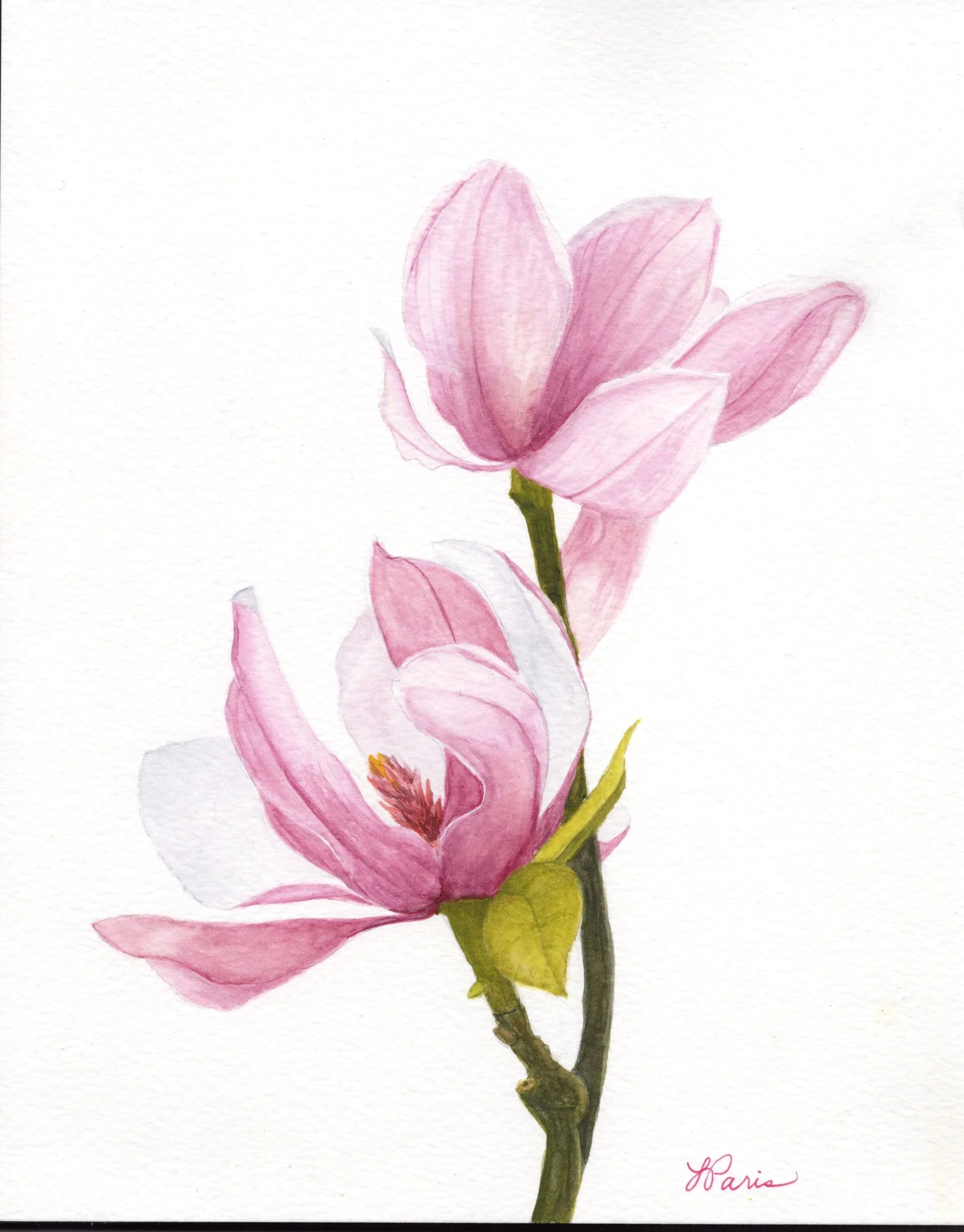 Dogwood+bloom+watercolor_0002.jpg