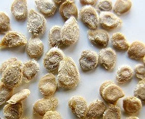 Top 7 Seed Vendors for Heirloom Tomatoes