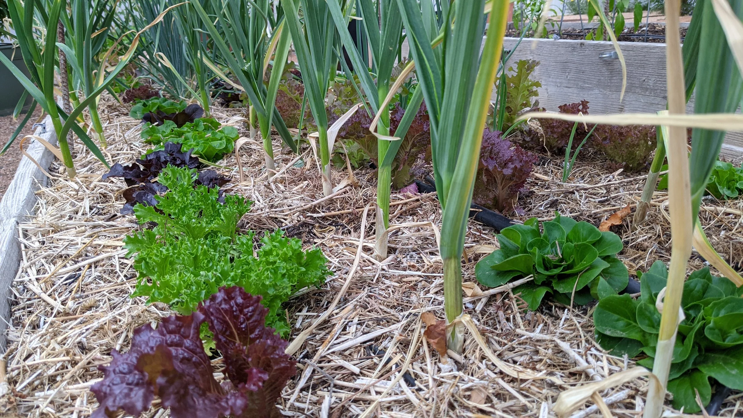 The Seven Tenets #2: Nourish the Soil