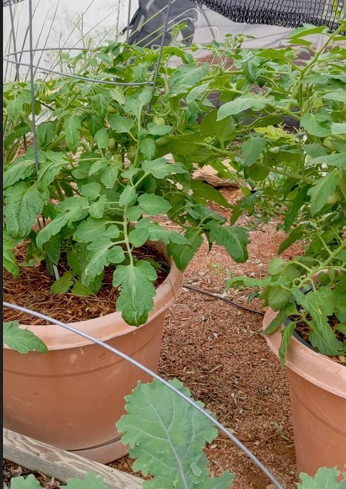 Seven Simple Steps to Growing Great Tomatoes in Pots