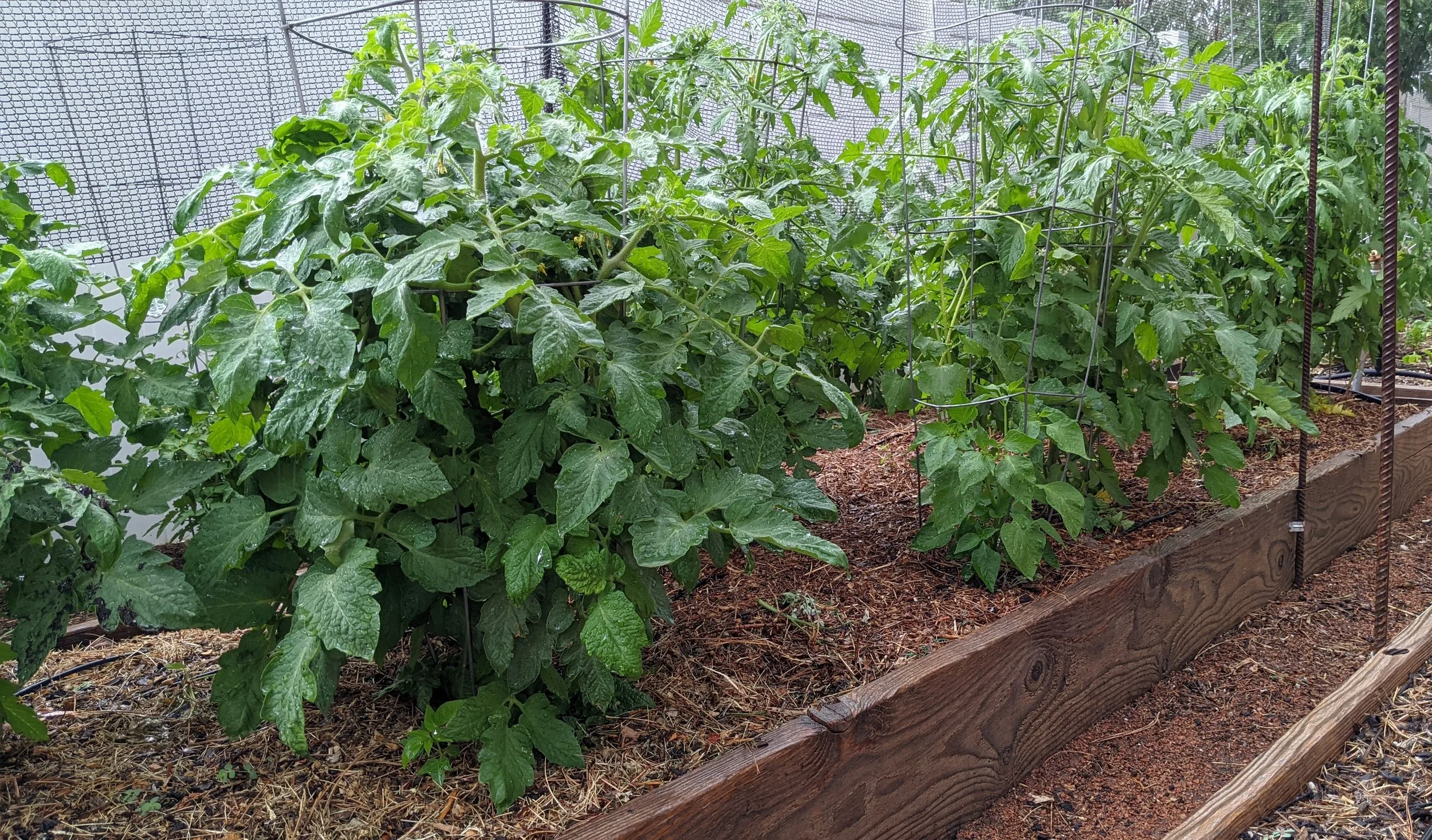 Top Tips For Getting Your Tomatoes Off To A Good Start