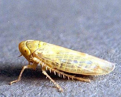 How to Protect Your Tomatoes from Beet Curly Top Virus