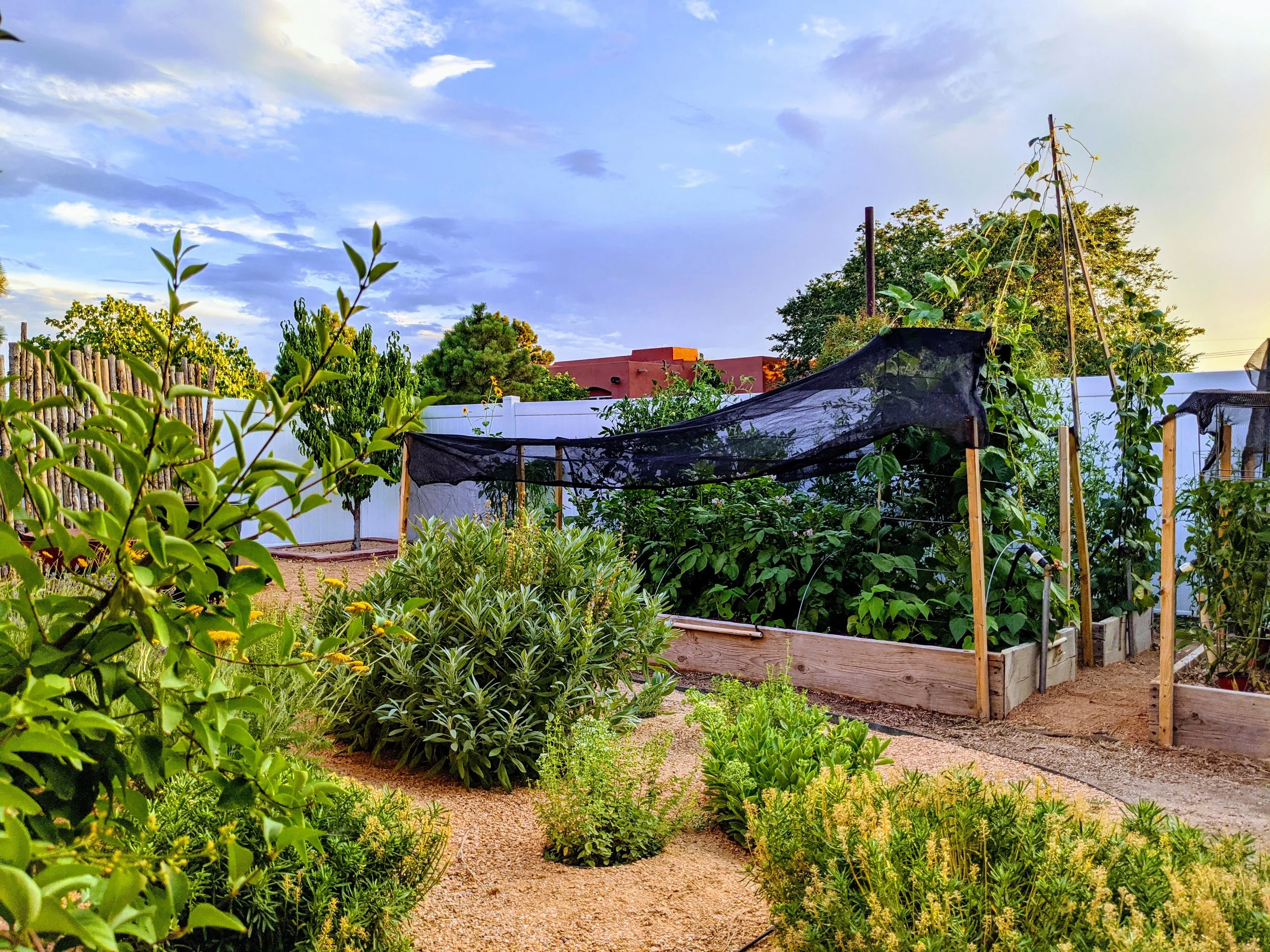A backyard garden with raised vegetable beds, greenery, and a black mesh shade cloth, under a partly cloudy sky.