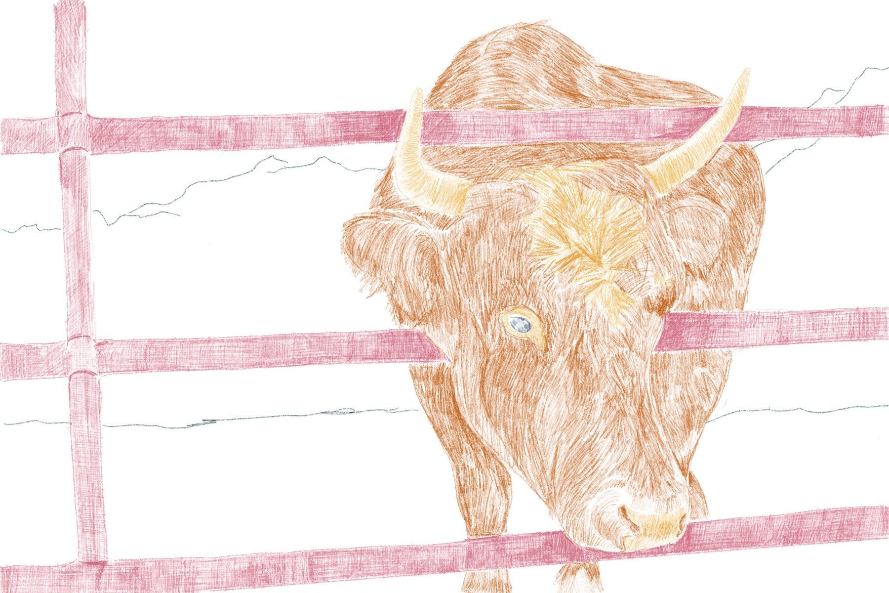 Vache.jpg