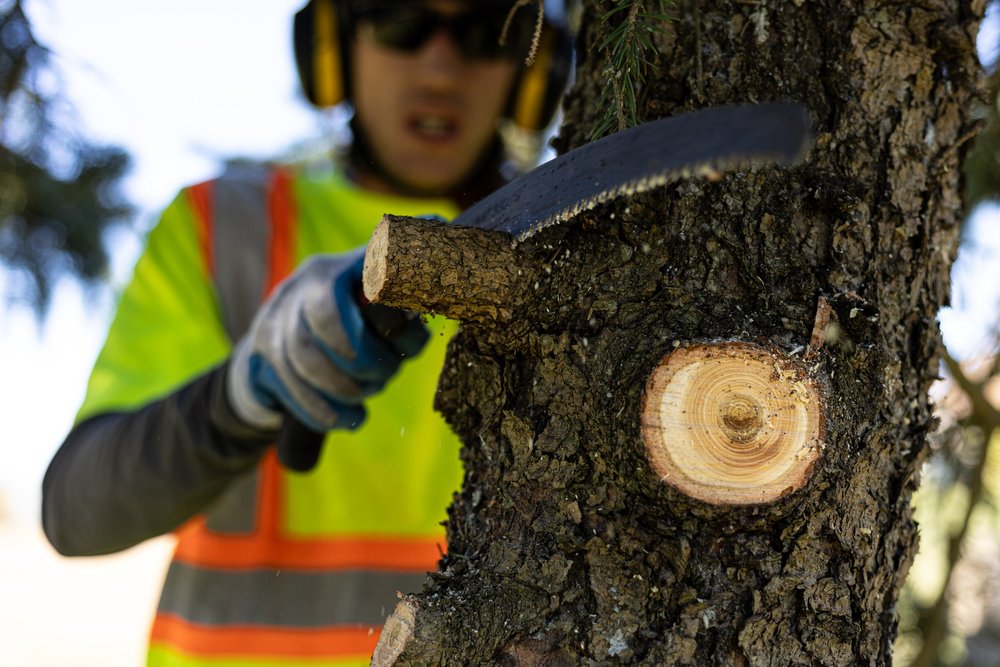 Landscape worker pruning tree with handsaw.jpg