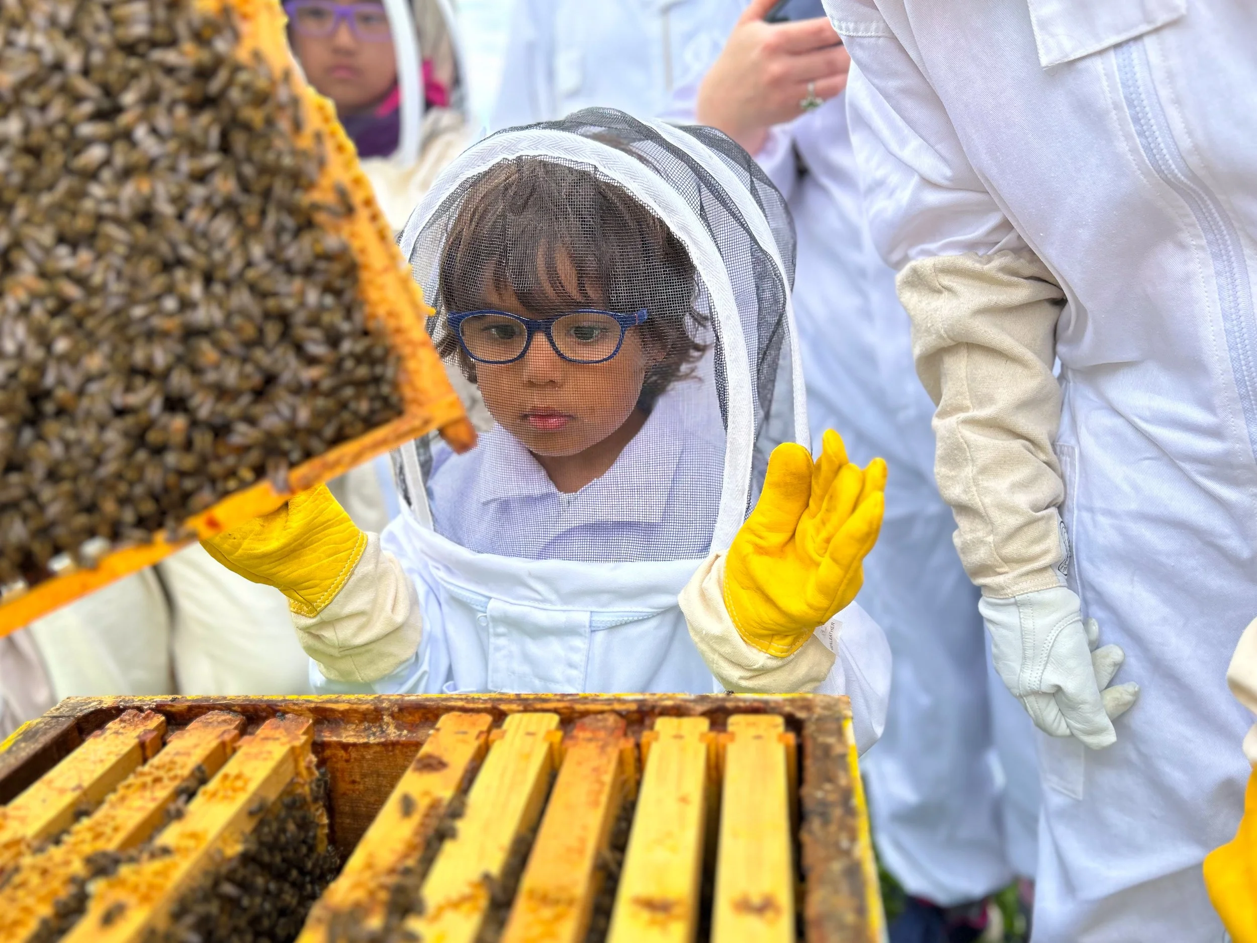 Beekeeper inspecting bumblebees with group of school children.jpg