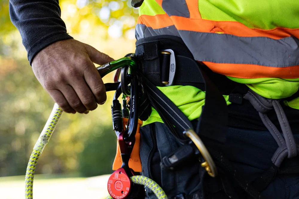 Arborist ready with safety harness.jpg