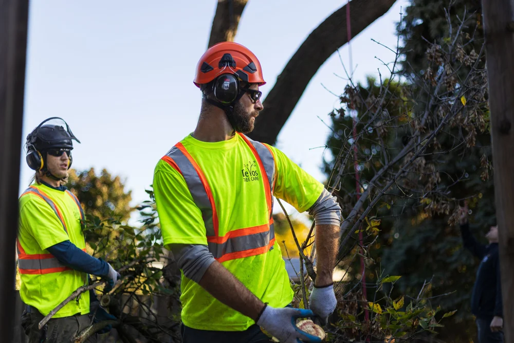 Landscaping company removing log.jpg