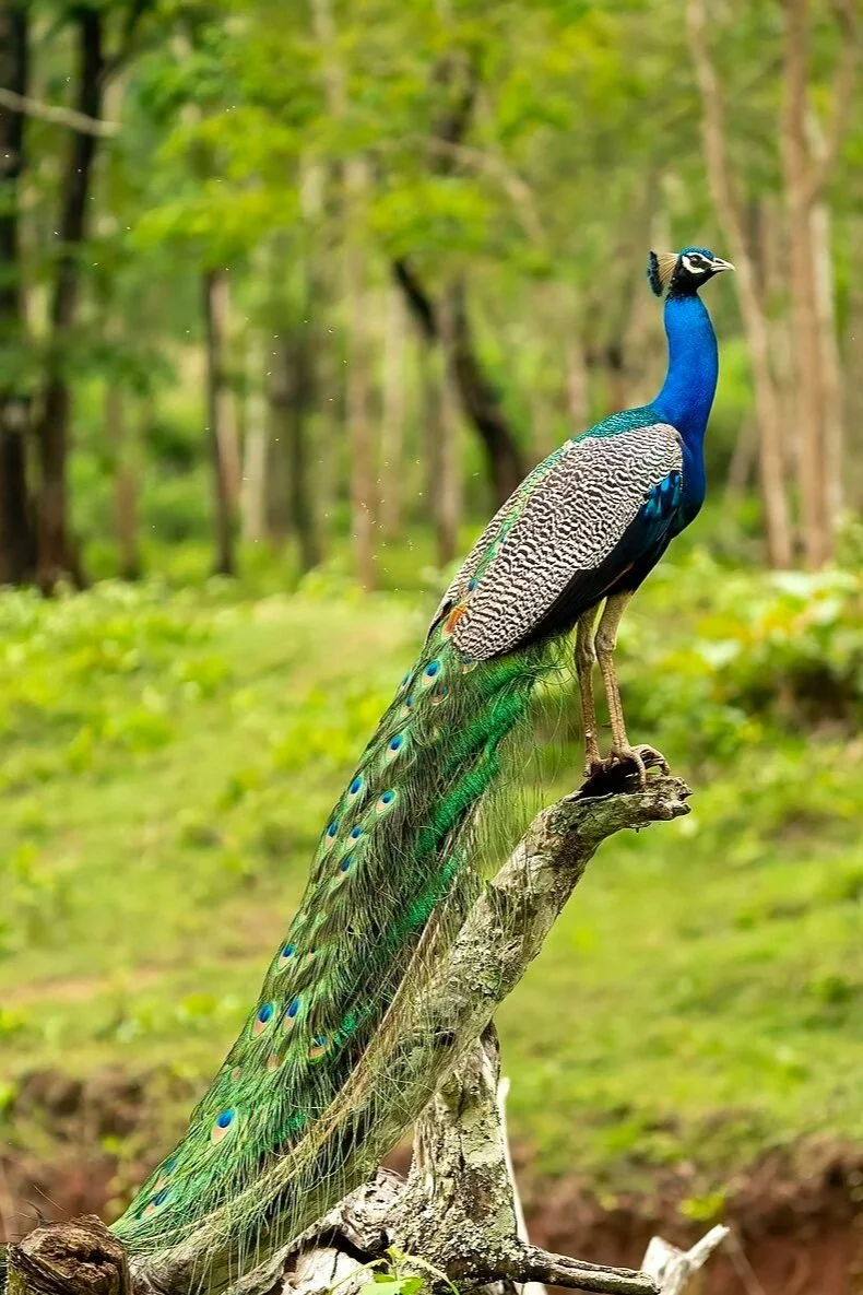 A vibrant peacock standing on a tree branch in a lush green forest.