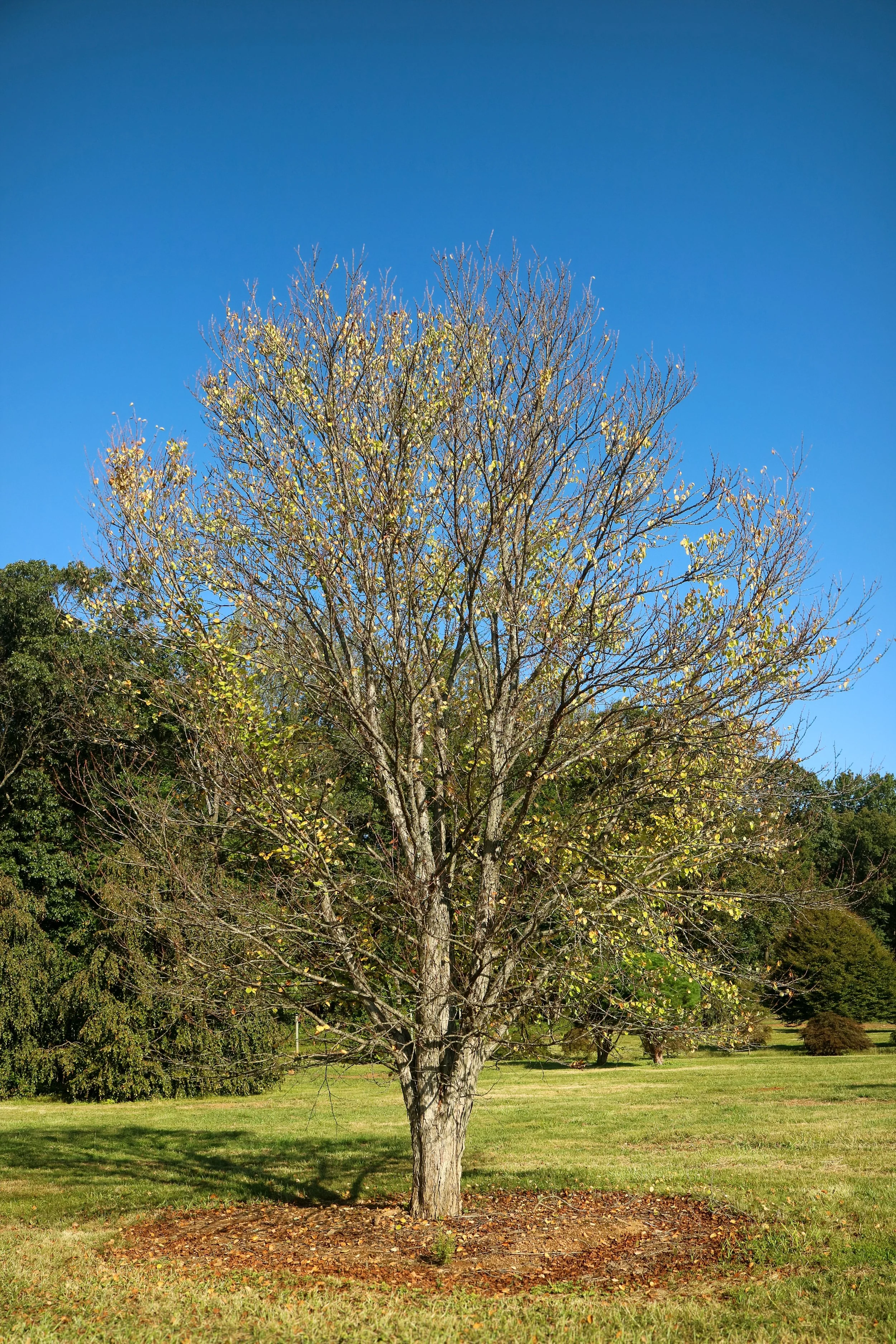 Cercidiphyllum japonicum