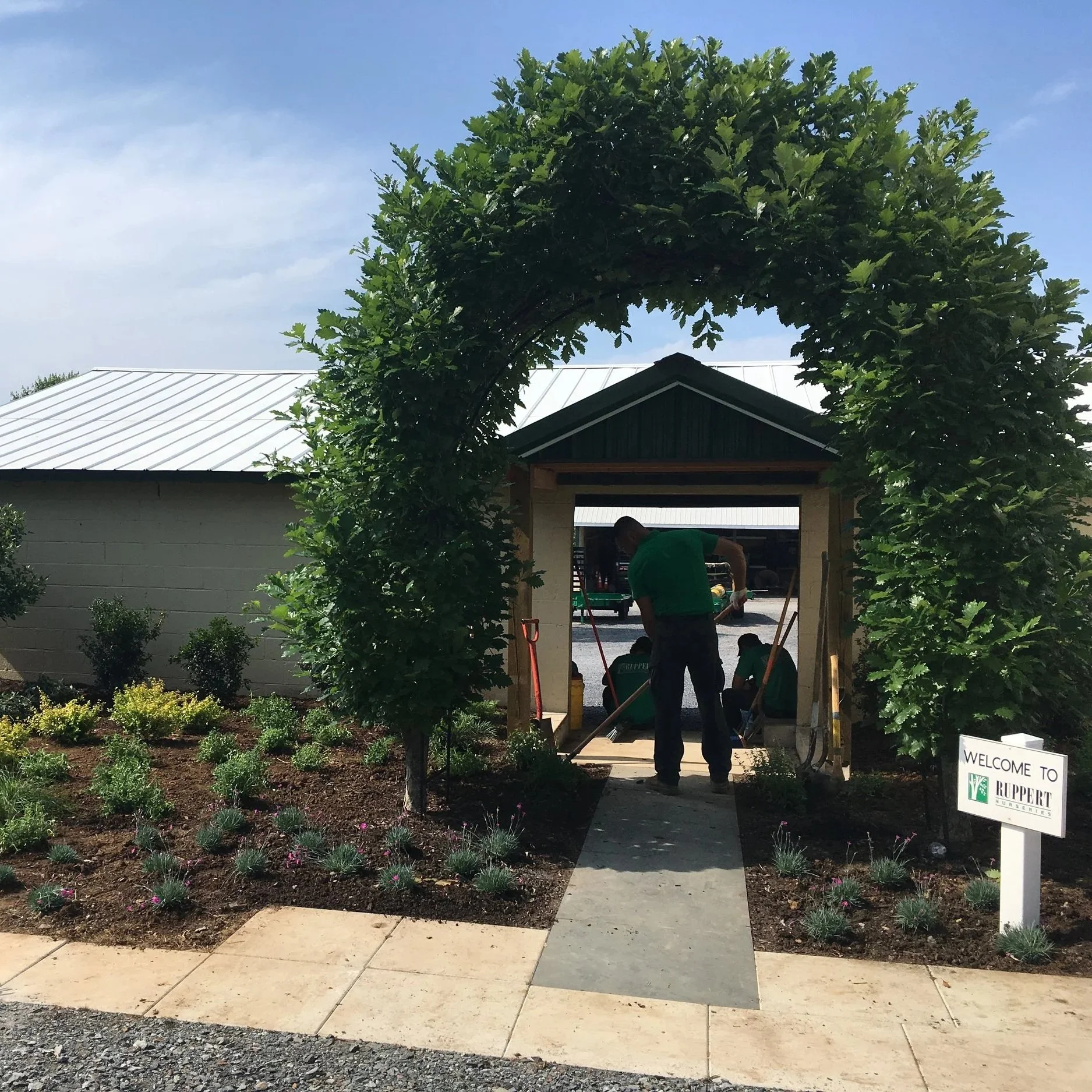 USING SPECIALTY PRUNED PLANTS IN THE LANDSCAPE