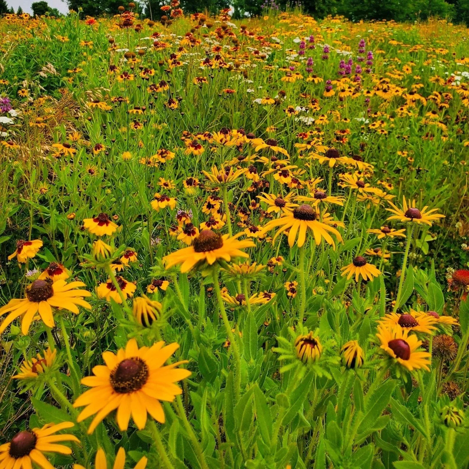 Using Cover Crops in the Landscape for Soil Health and Turf Reduction