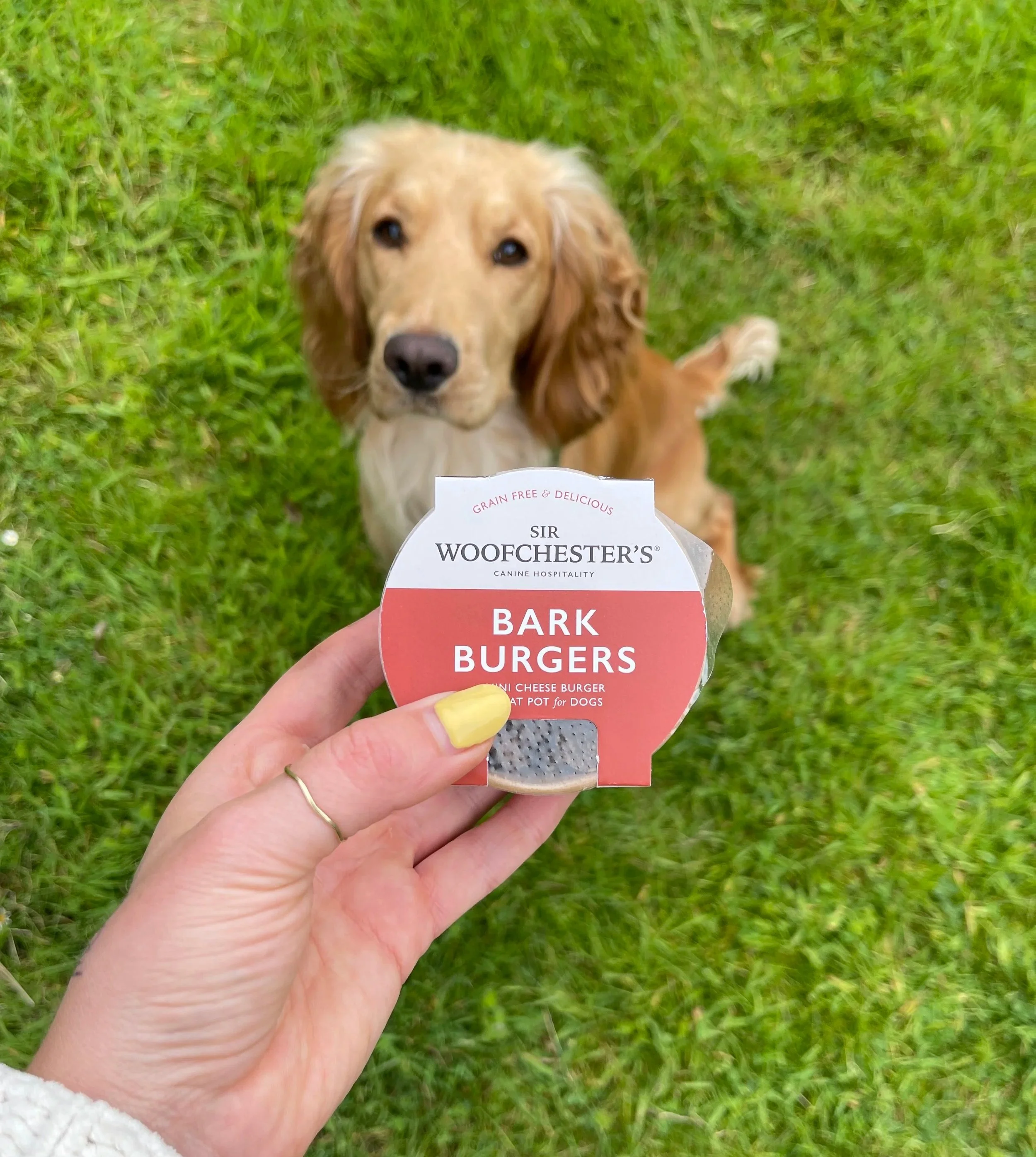 dog friendly stay