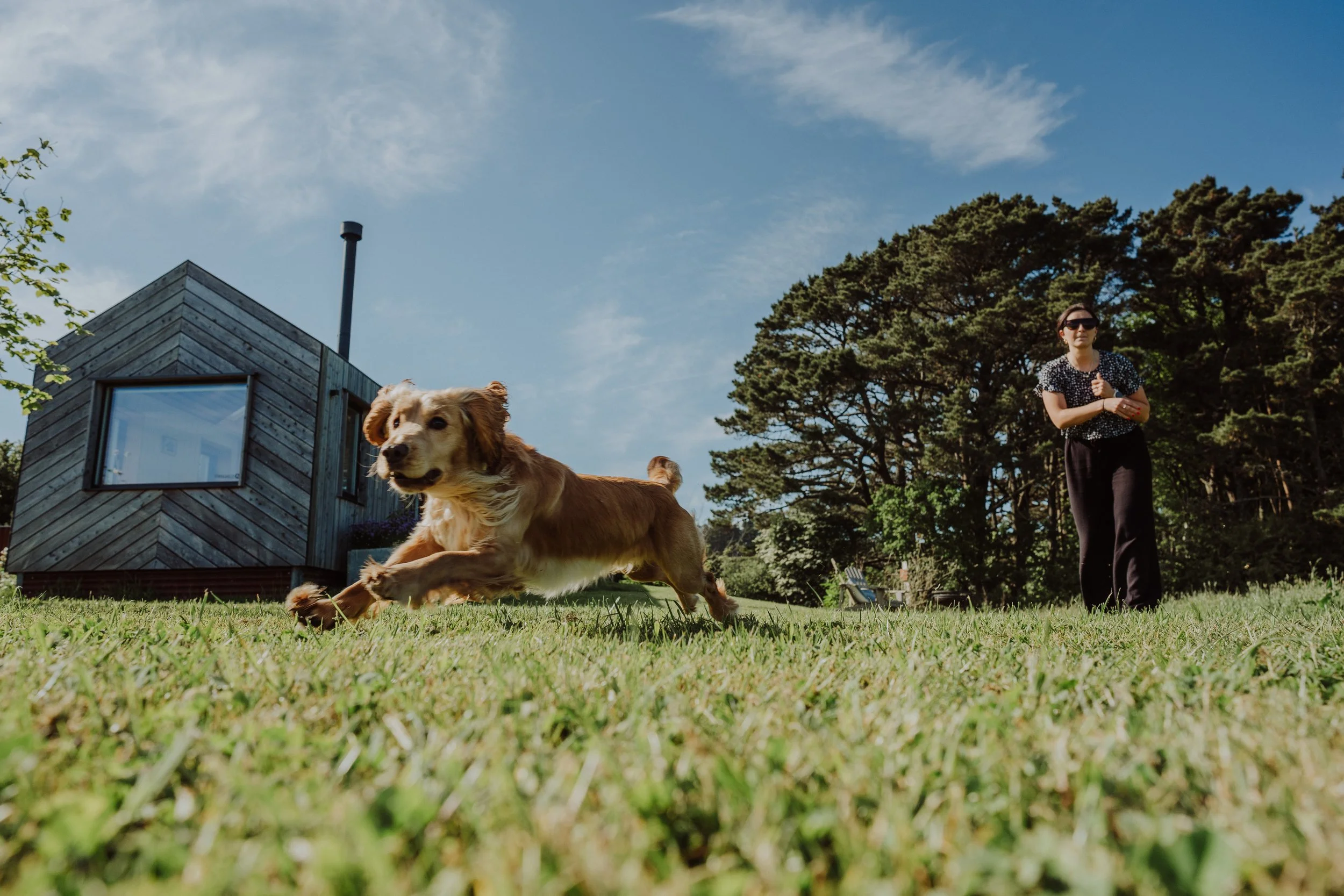 Rusty dogs-4.jpg