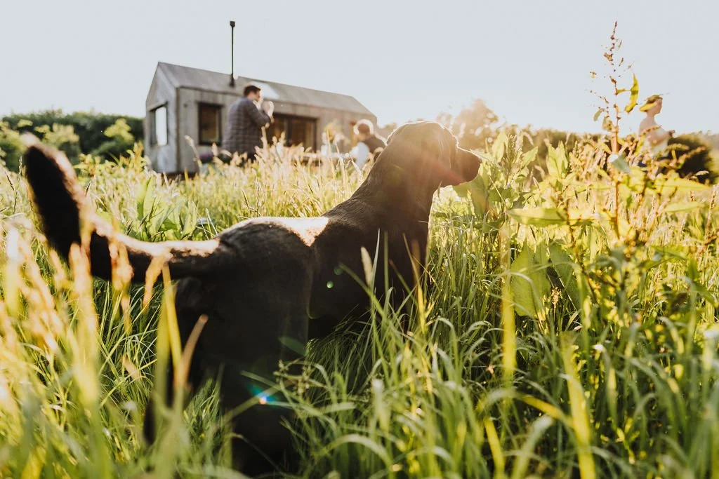 A black dog sitting in tall grass on a sunny day, with a house and people in the background.