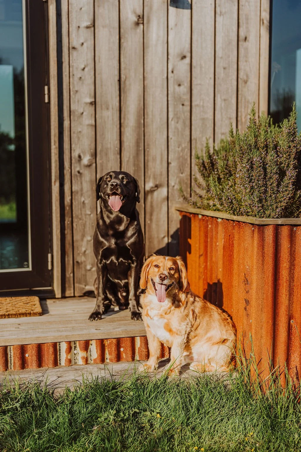 Dog friendly cabin in Devon
