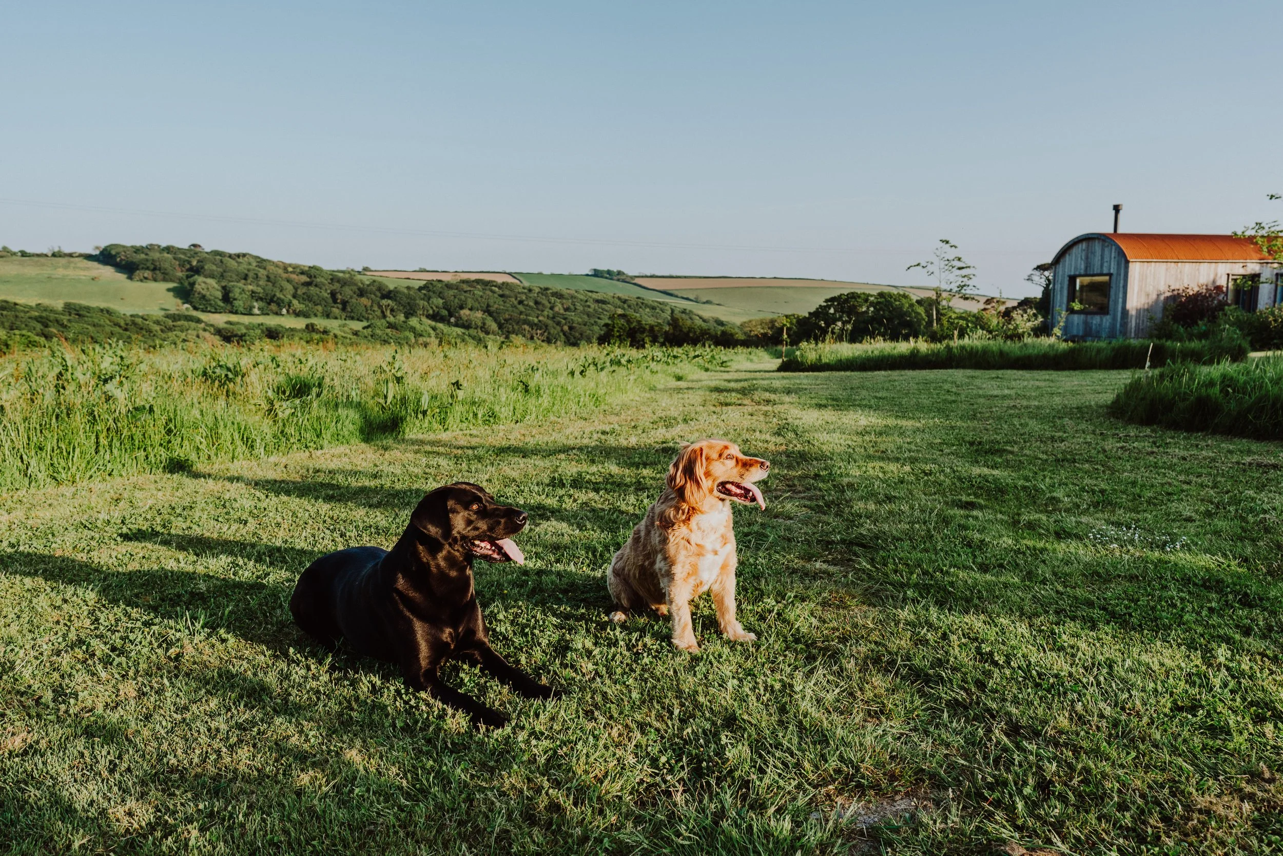 Rusty dogs-3.jpg