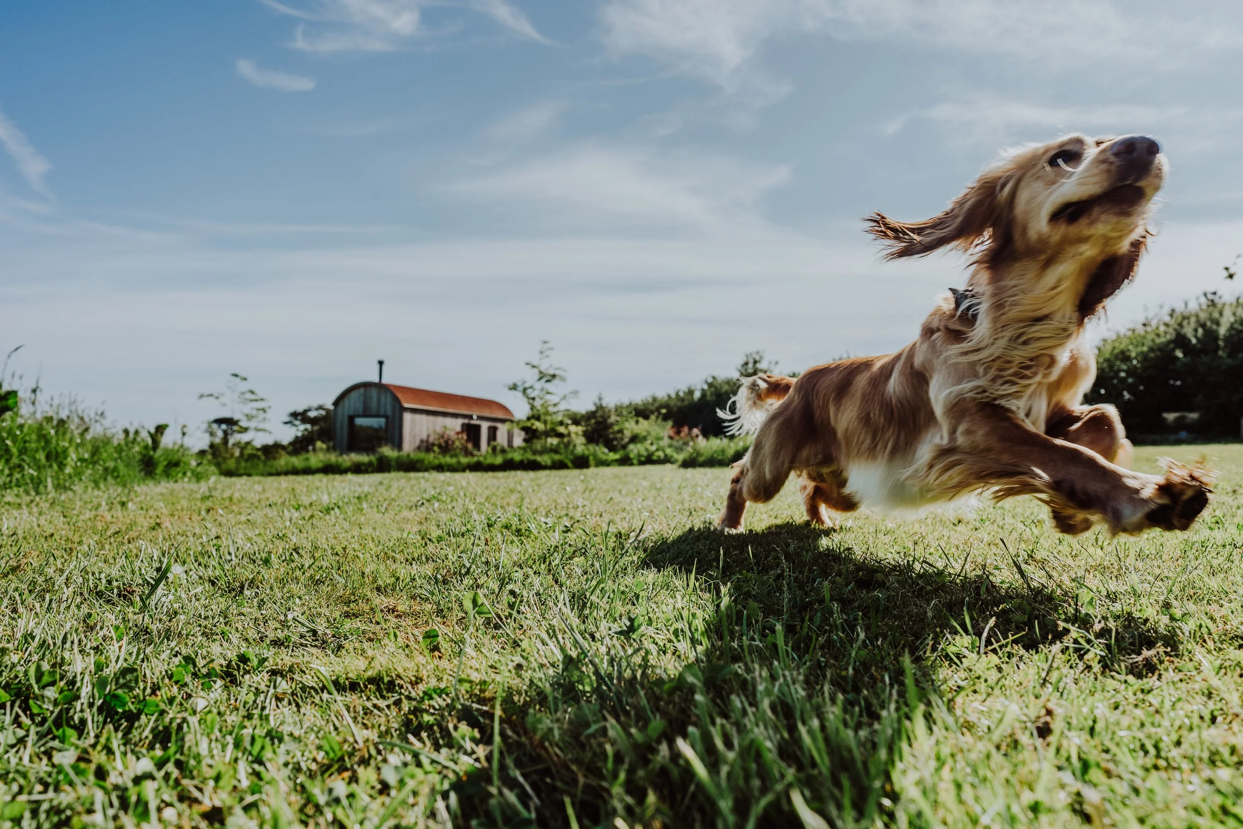 Rusty dogs-8.jpg