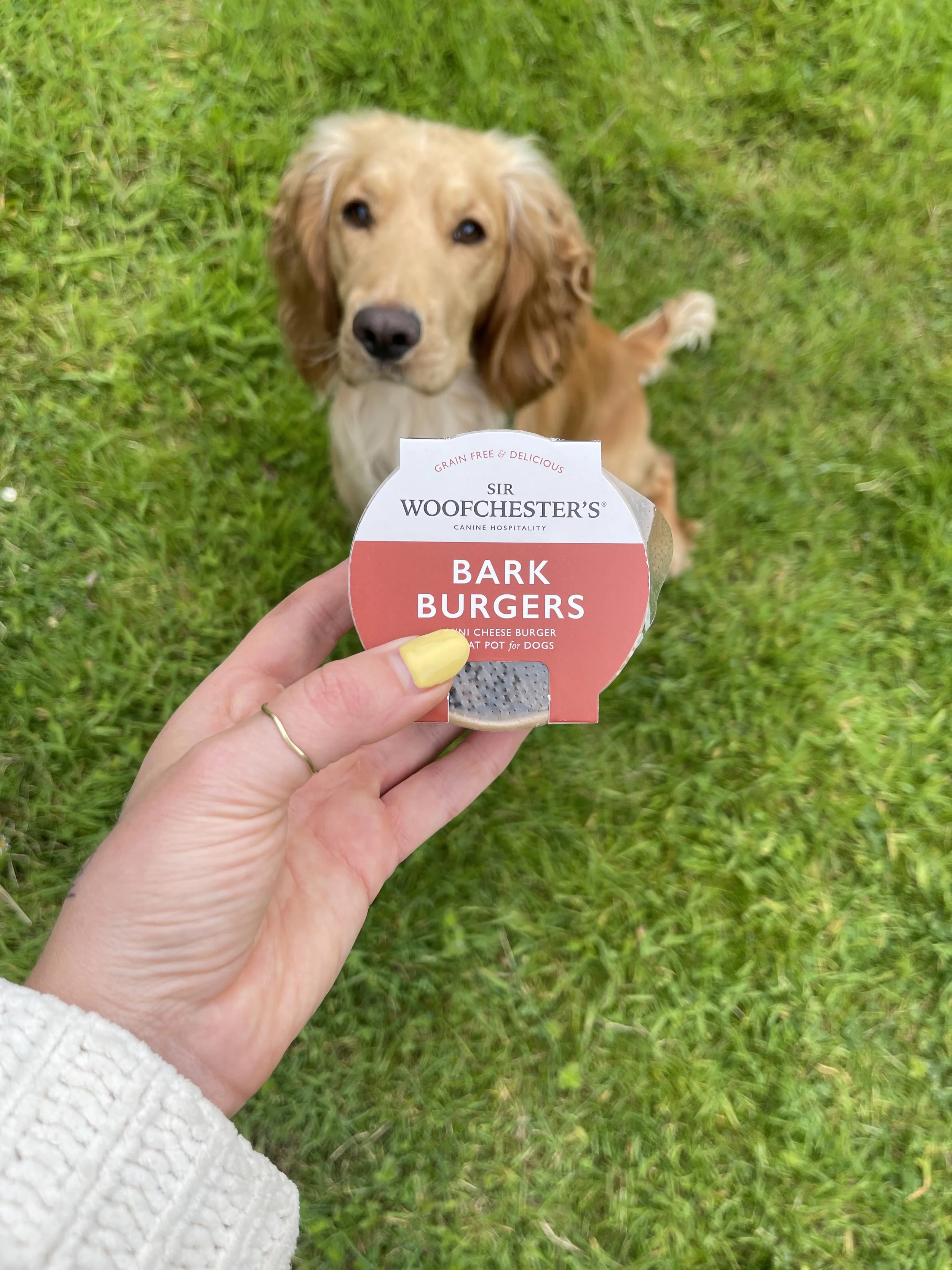 A person holding a package of Sir WOOFCHESTER'S Bark Burgers in front of a golden retriever sitting on green grass, looking up.