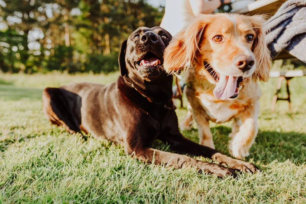 Two dogs, one black and tan-colored Labrador Retriever and one light brown and white mixed breed, lying on grass outdoors, smiling with their tongues out, in a park-like setting with trees and a person in the background.