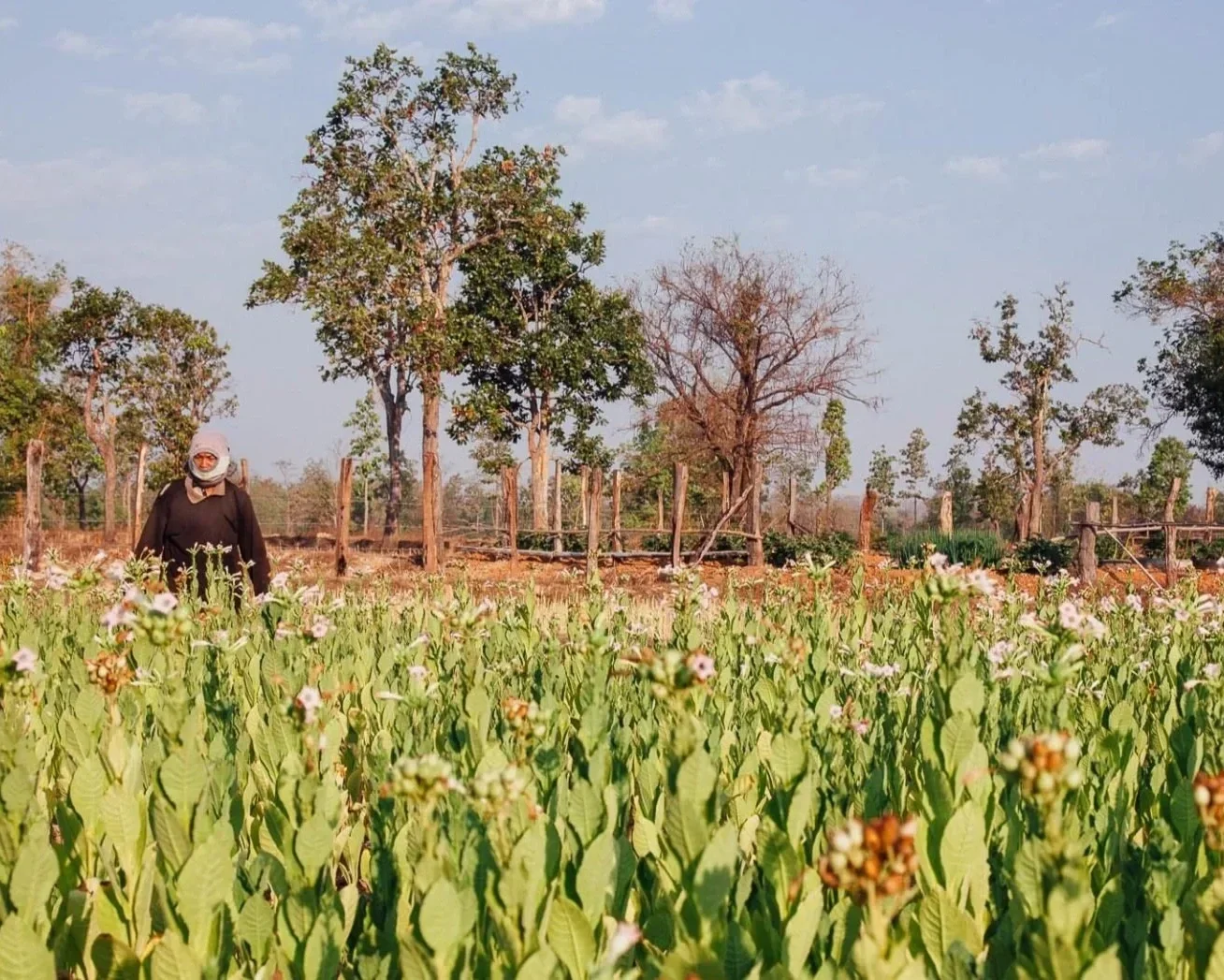 Benchmark Report: Living Wage and Living Income Report and 2025 Update for for Rural Roi Et and Rural Nakhon Phanom, Thailand
