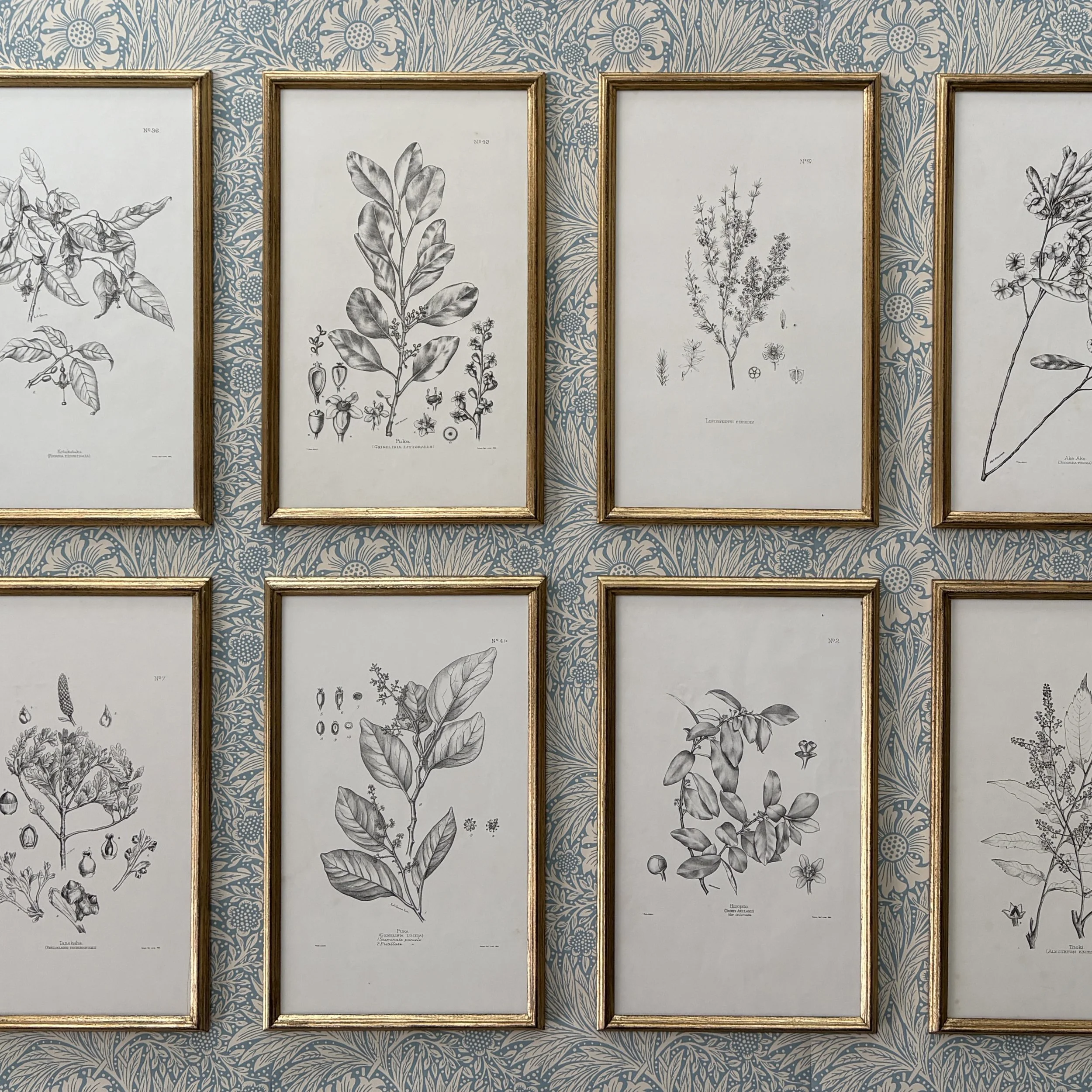 A Set of Eight 19th Century Botanical Engravings — Etalage UK