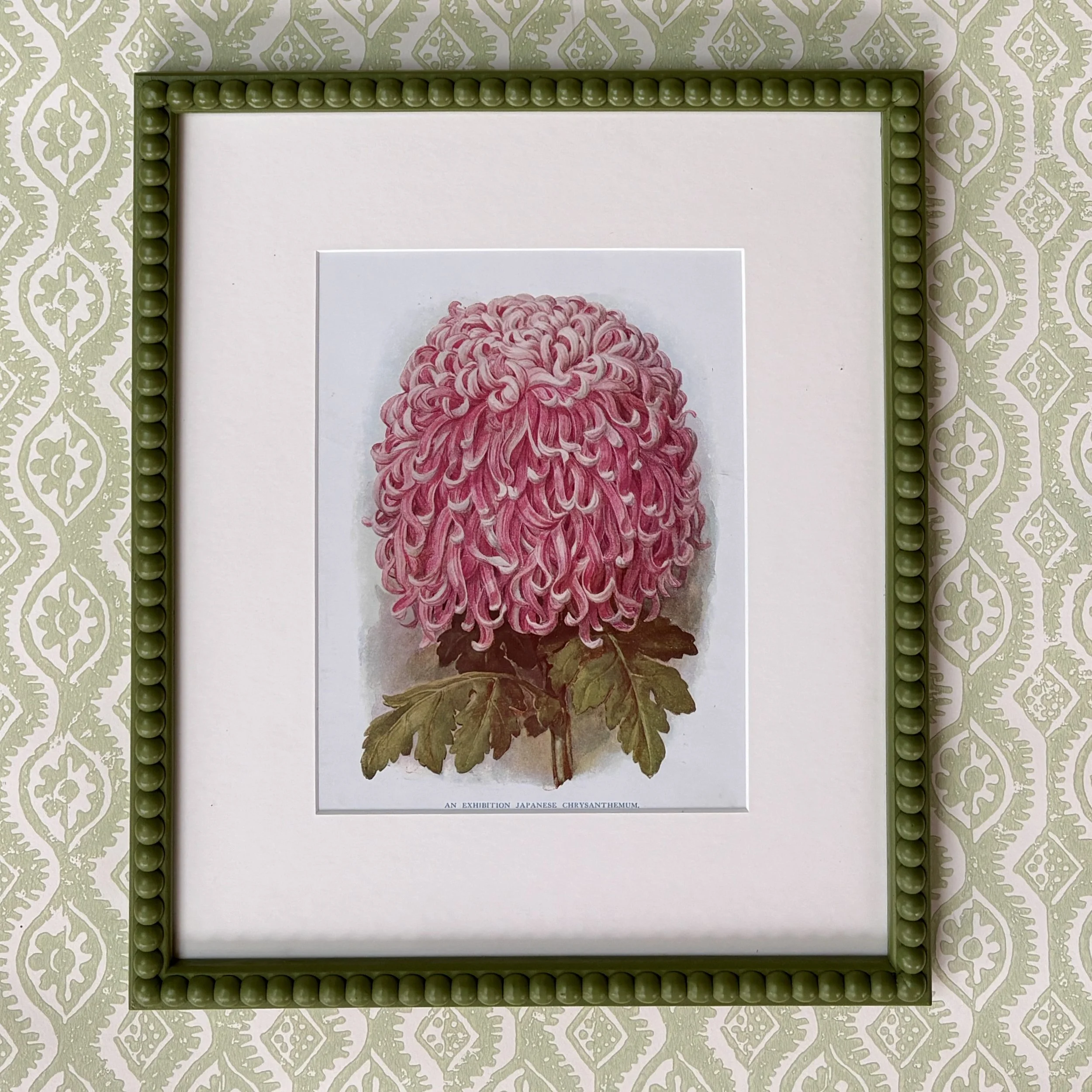 A Late 19th Century Illustration of a Chrysanthemum