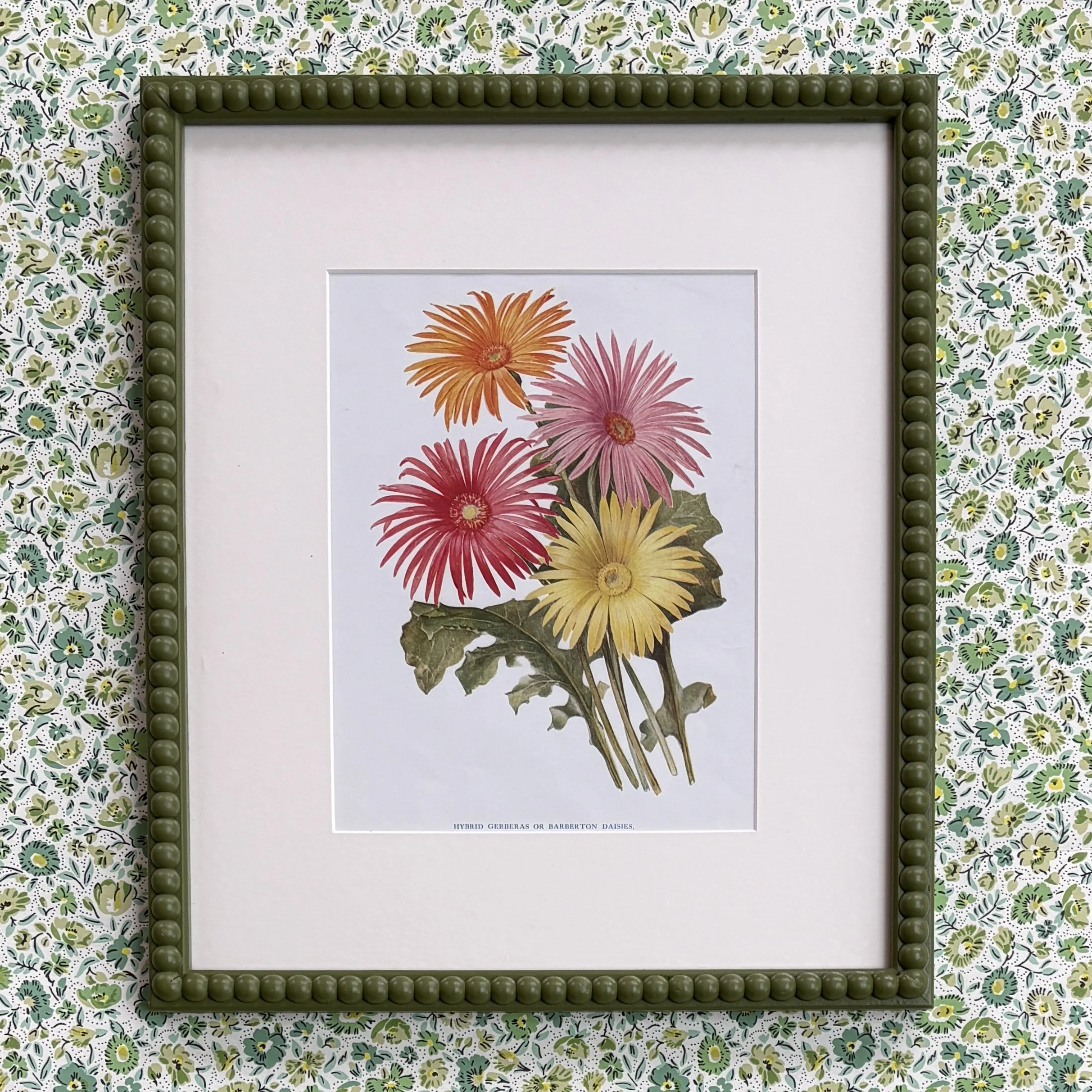 A Late 19th Century Illustration of Gerberas