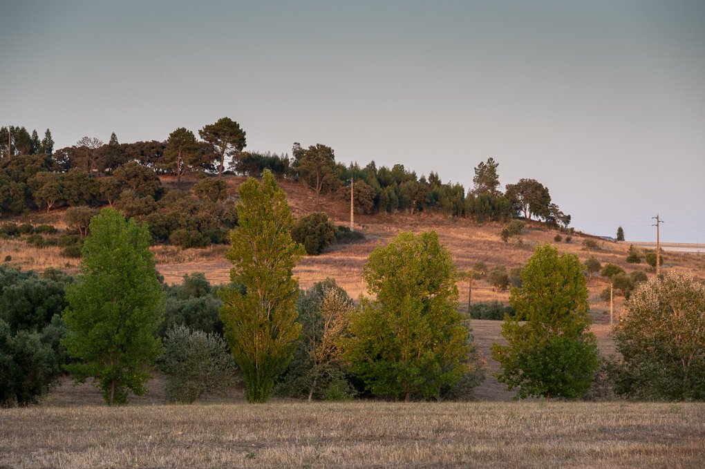 A scenic landscape with trees in the foreground, rolling hills in the background, and a clear sky above.