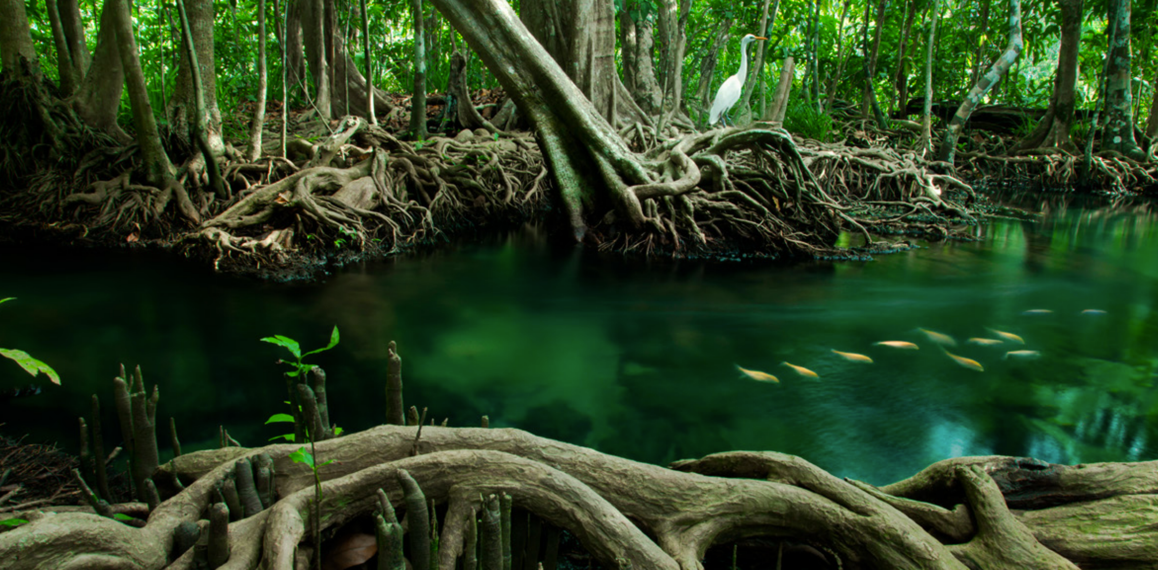 Biodiversity Benefit Accounting (BioBA) Guidance Released