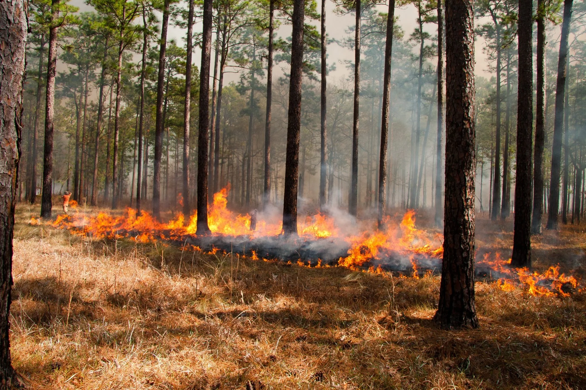 Myla Aronson’s NYC Fire Research Featured in The New York Times