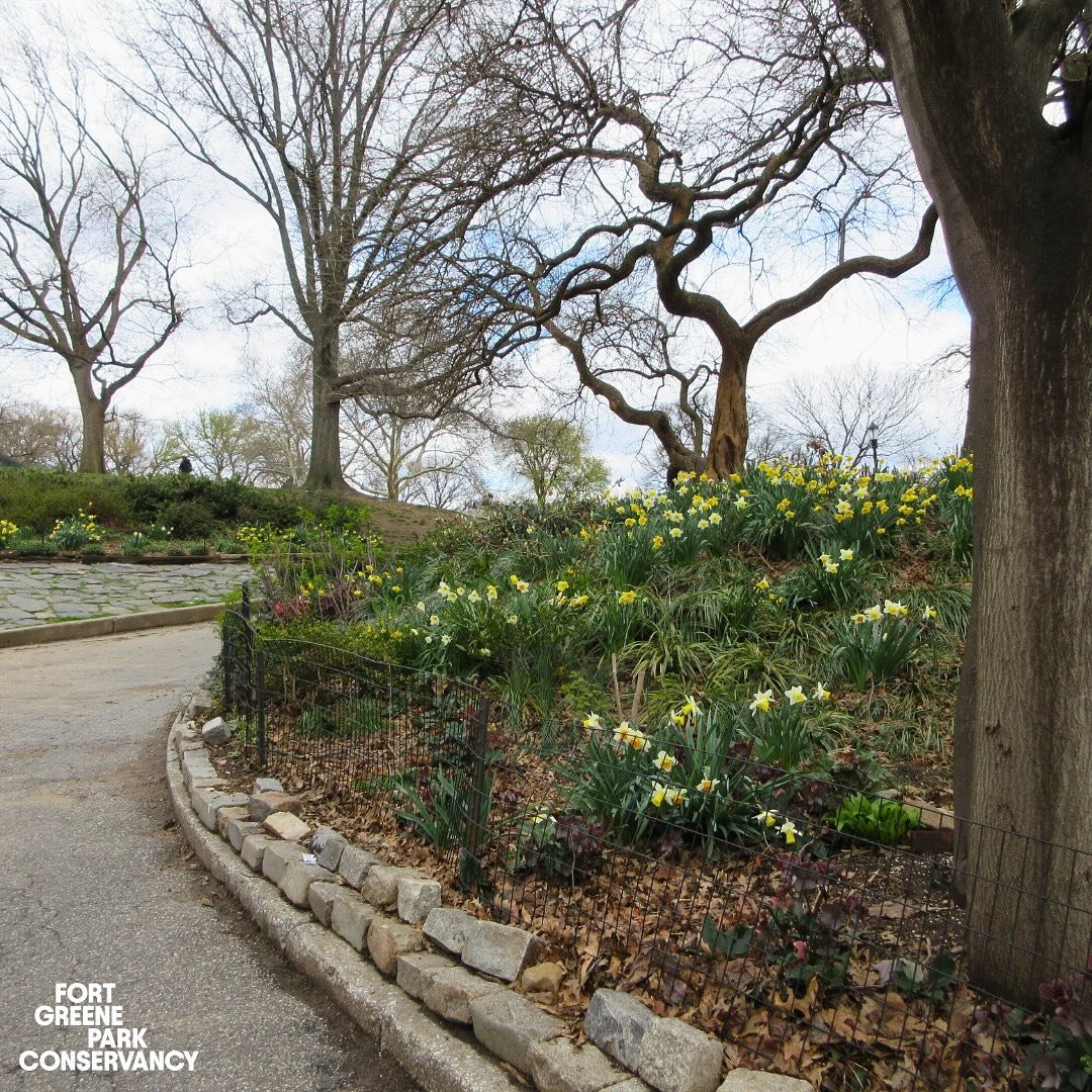 Celebrate Earth Week at Fort Greene Park 🌍💚

🌼 Join us at Earth Day Festival on Saturday April 27 from 11am-2pm. With free family-friendly activities and sustainable swap stations, there's something for everyone in the neighborhood to enjoy.
🌼 Ta