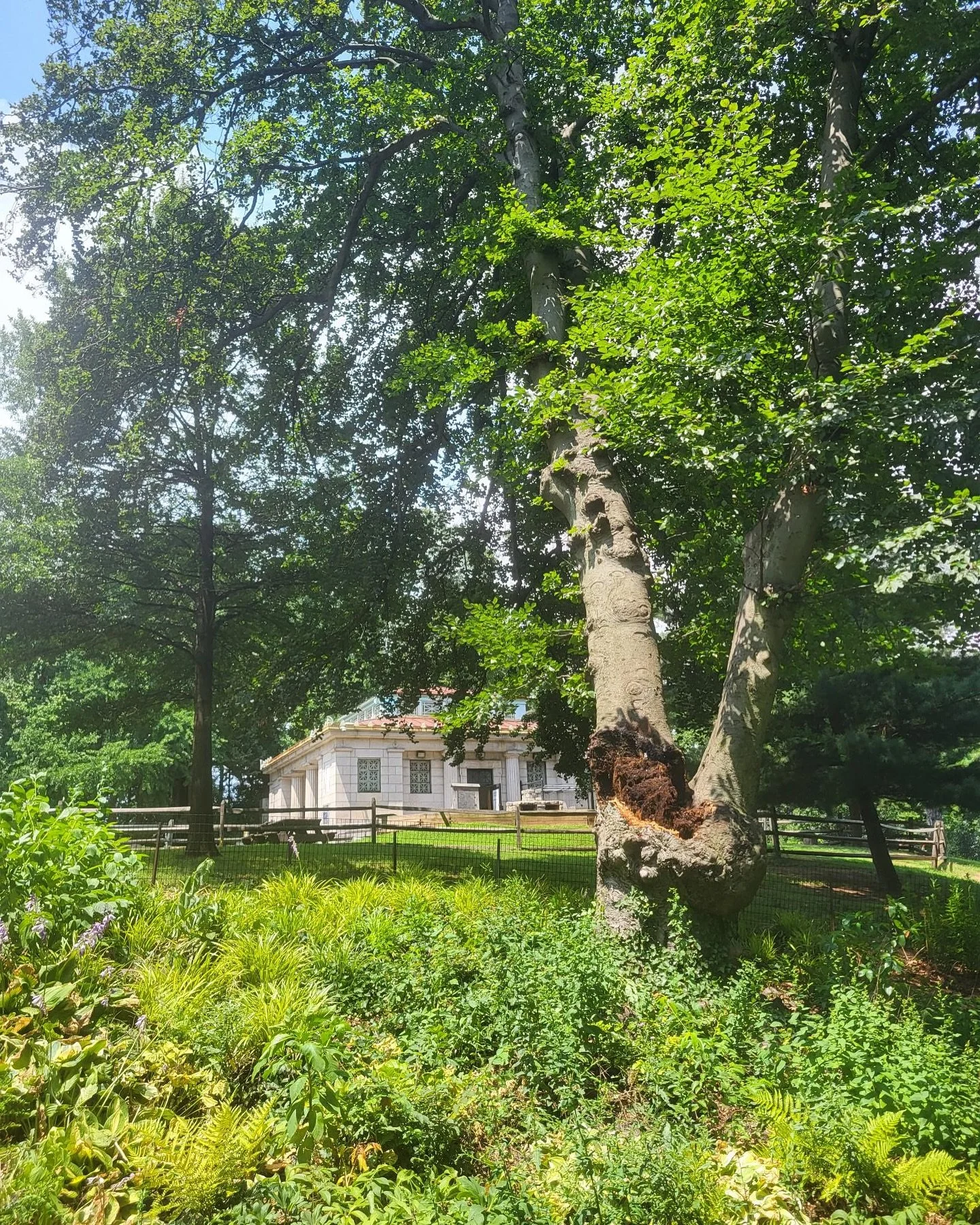Today NYC Parks is removing a beech tree by the Visitor Center. Last Saturday, the tree lost a large branch, which revealed significant internal decay. A NYC Parks Forester inspected the remaining parts of the tree and found it to be structurally uns